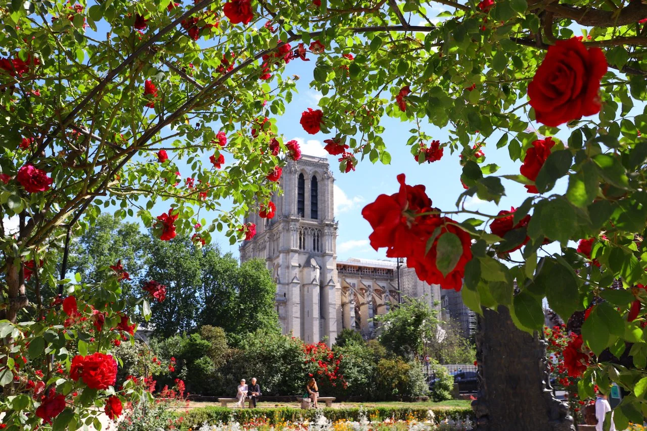 The New York Times: Admiring the trees of Paris