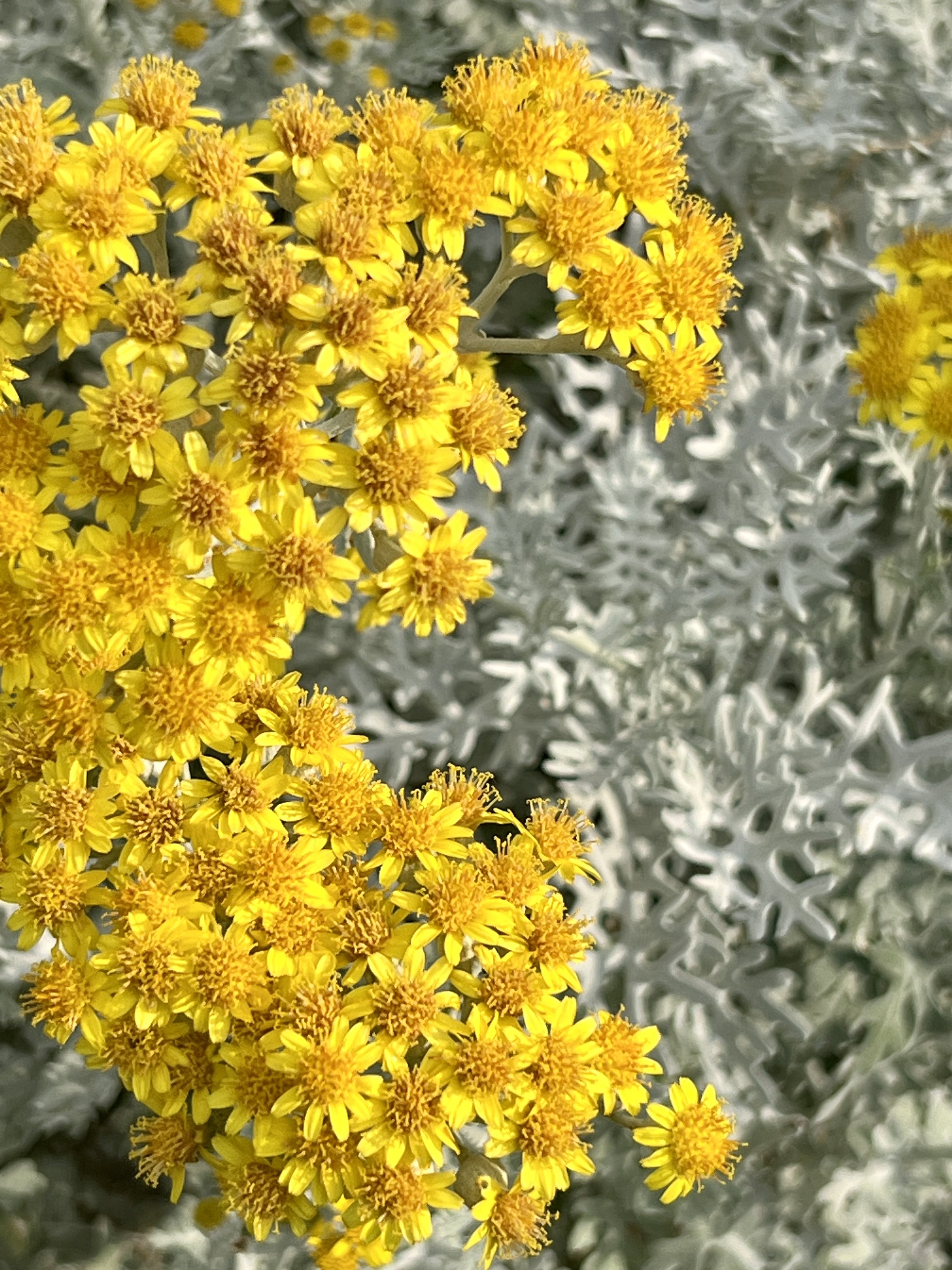 IMG_5286.jpeg