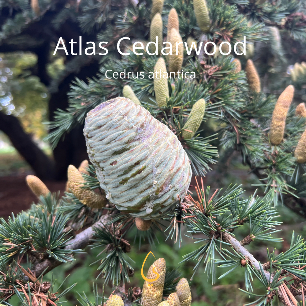Atlas Cedarwood Pure Essential oil 5ml