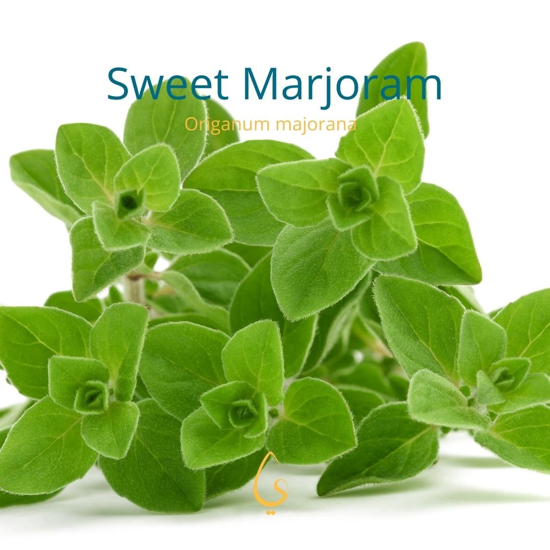 Premium Select Oil profiles square - Sweet Marjoram Profile.jpeg