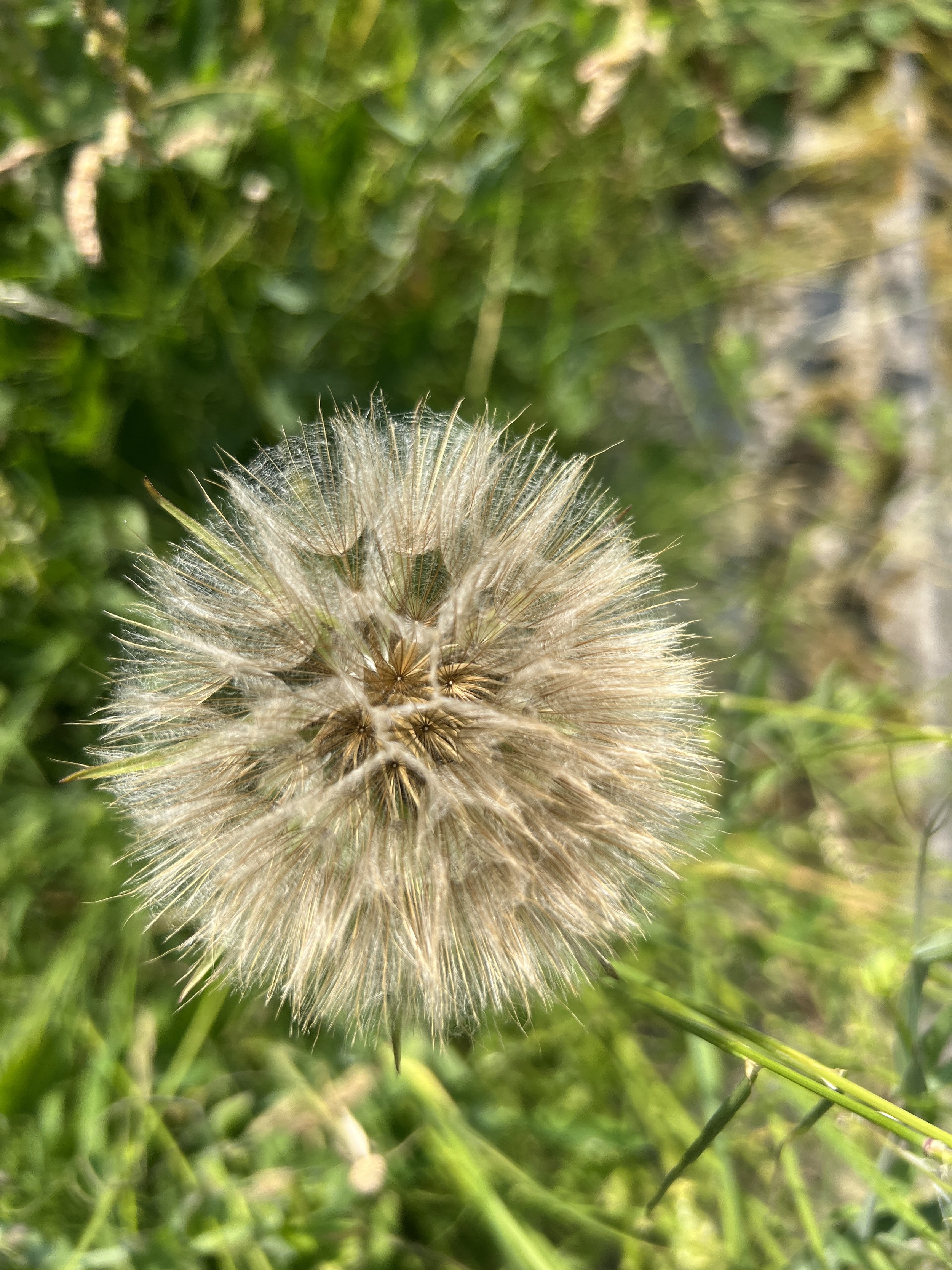IMG_4069.jpeg