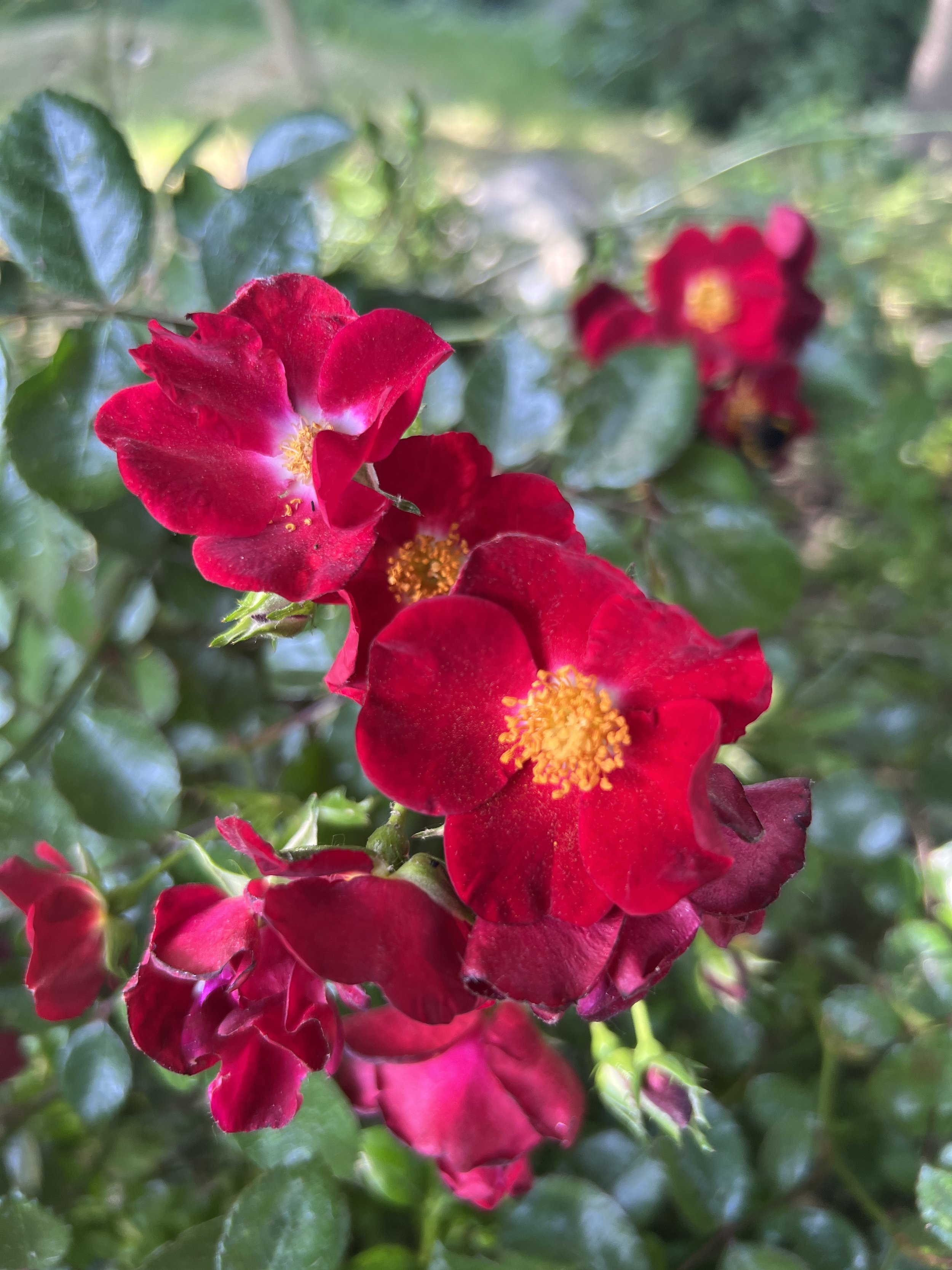 IMG_4036.jpeg