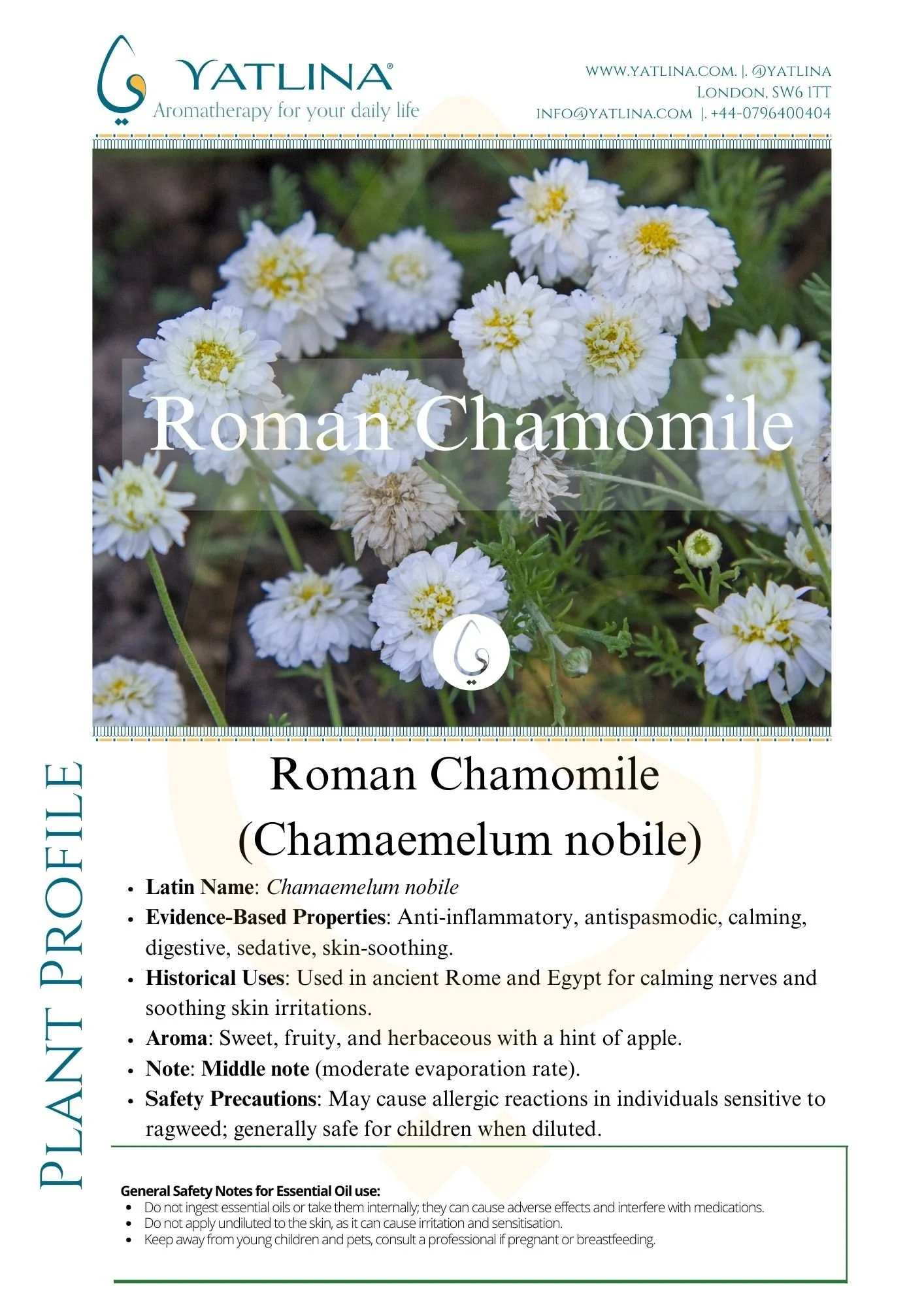 Roman Chamomile Chamaemelum nobile