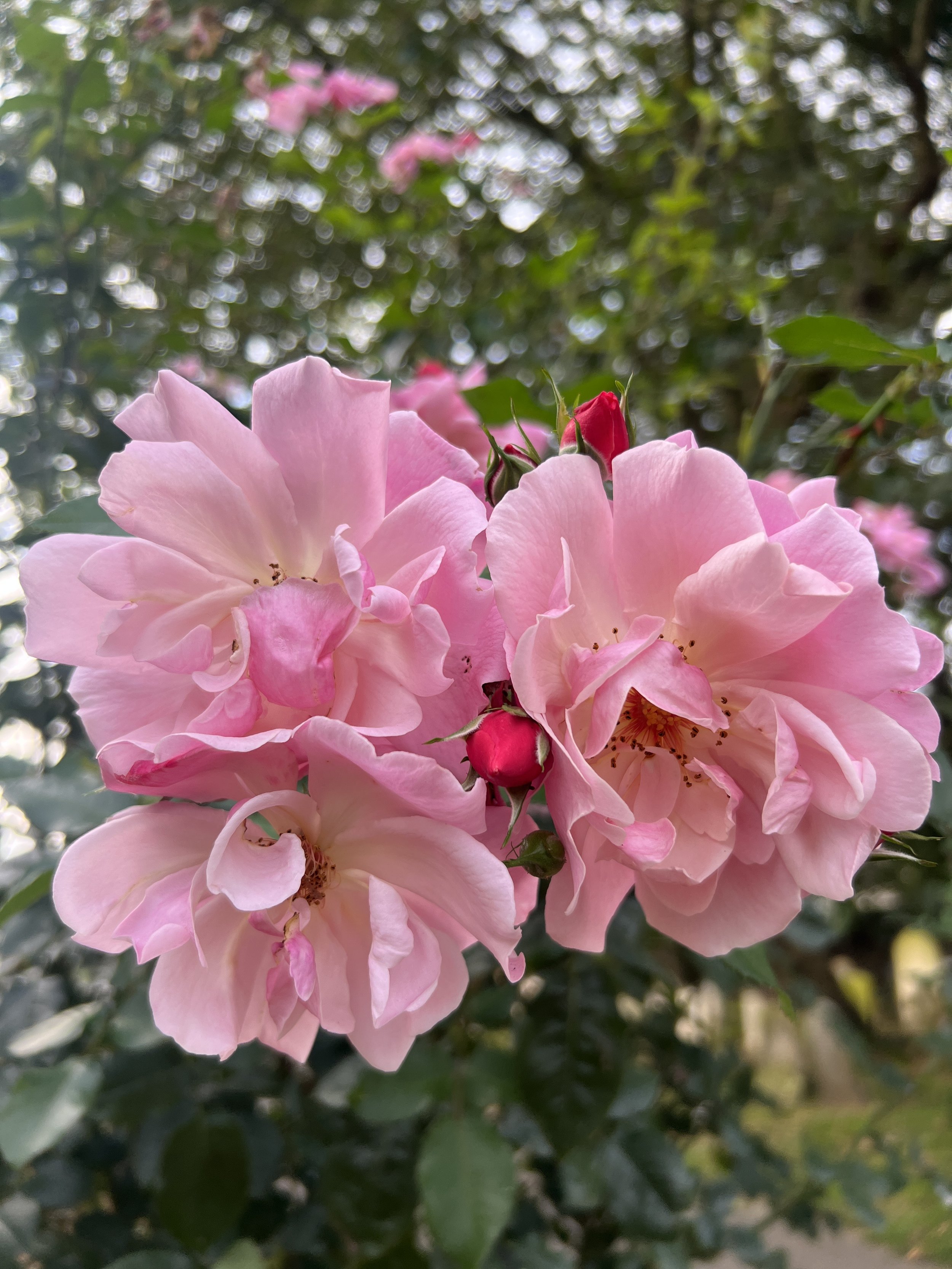 IMG_7788.jpeg