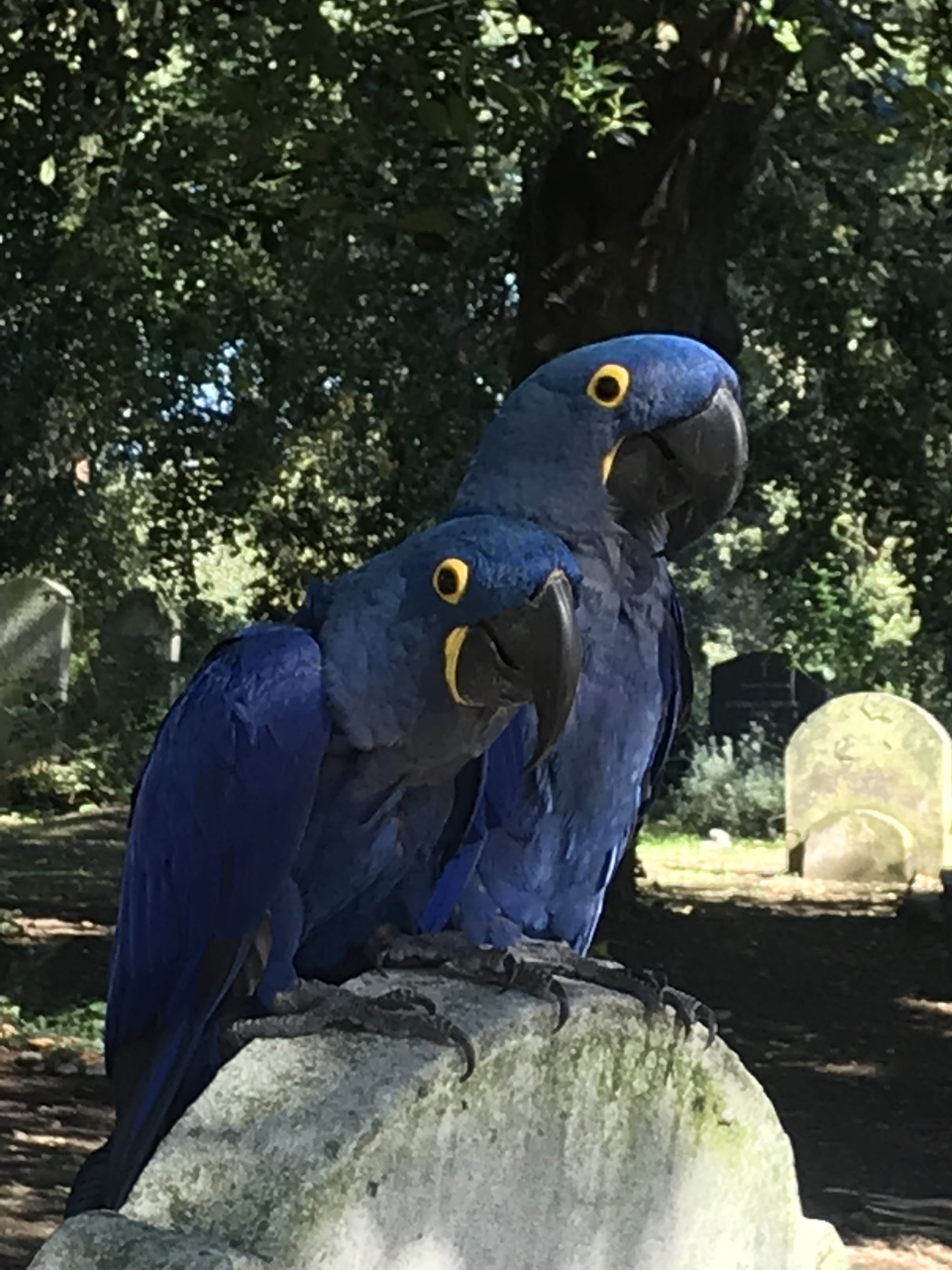 IMG_2506.jpeg