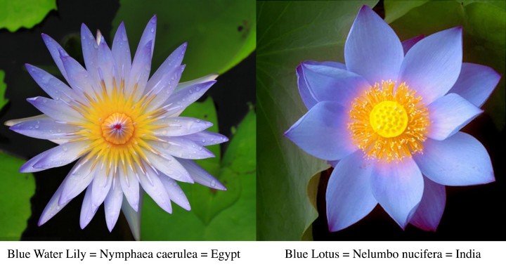 EGIPTIAN BLUE LOTUS FLOWER