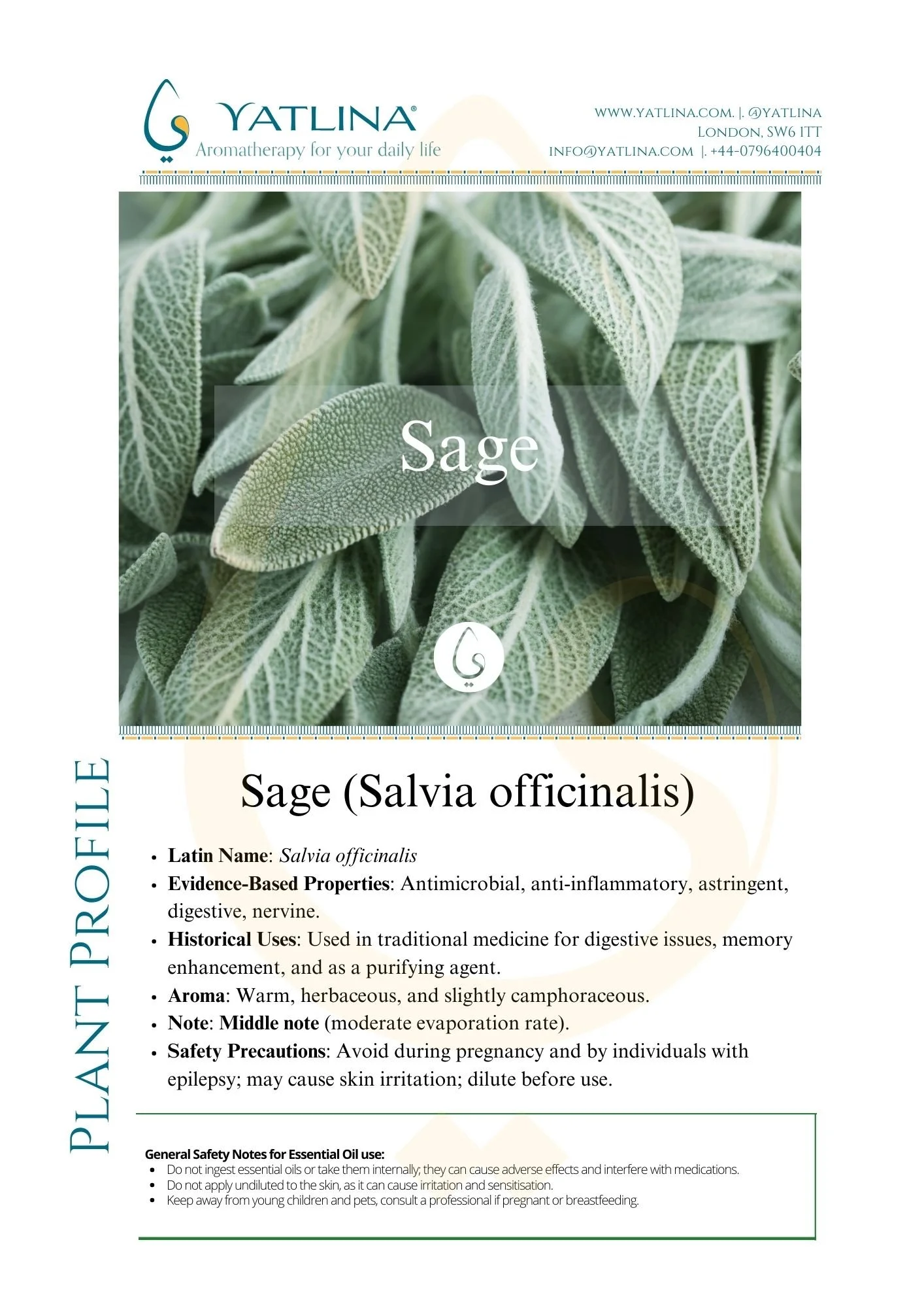 Sage Salvia officinalis