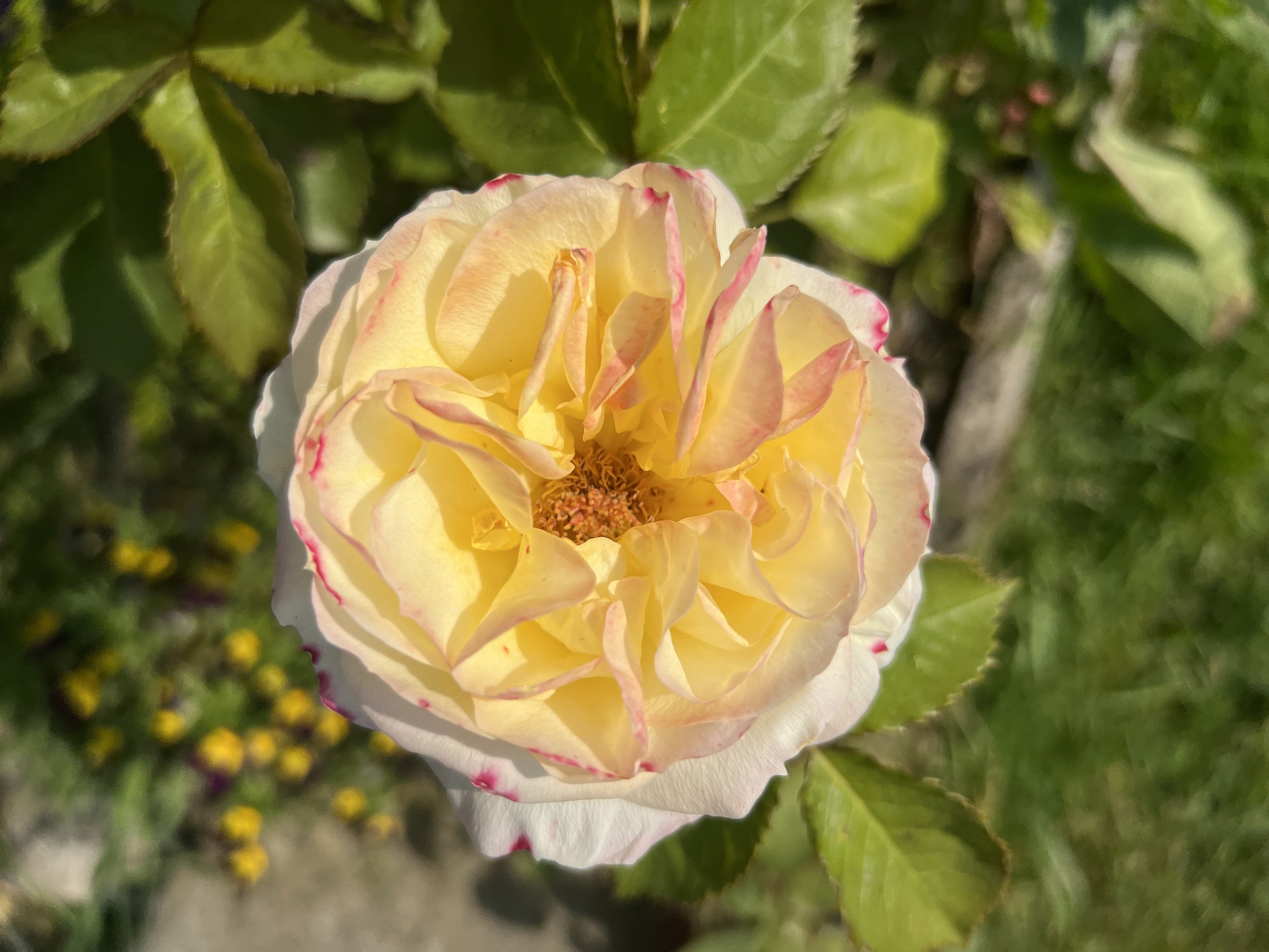 IMG_4027.jpeg