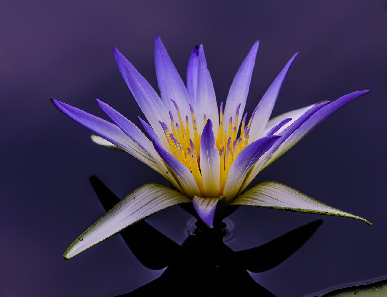 EGIPTIAN BLUE LOTUS FLOWER