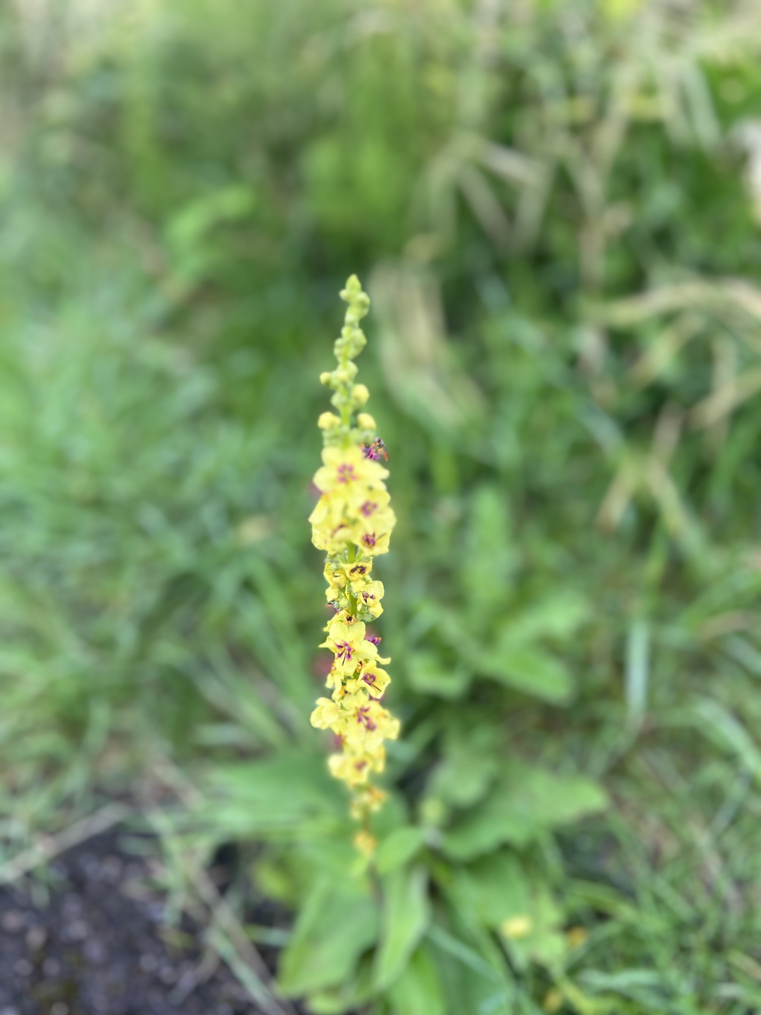 IMG_5565.jpeg