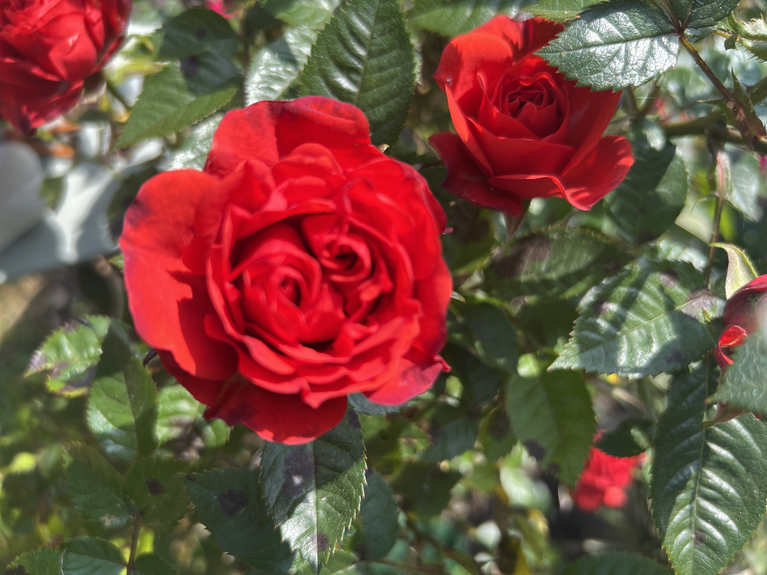 IMG_4030.jpeg