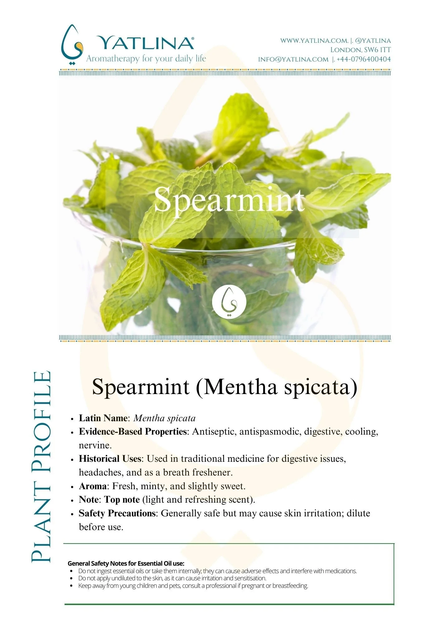 Spearmint Mentha spicata