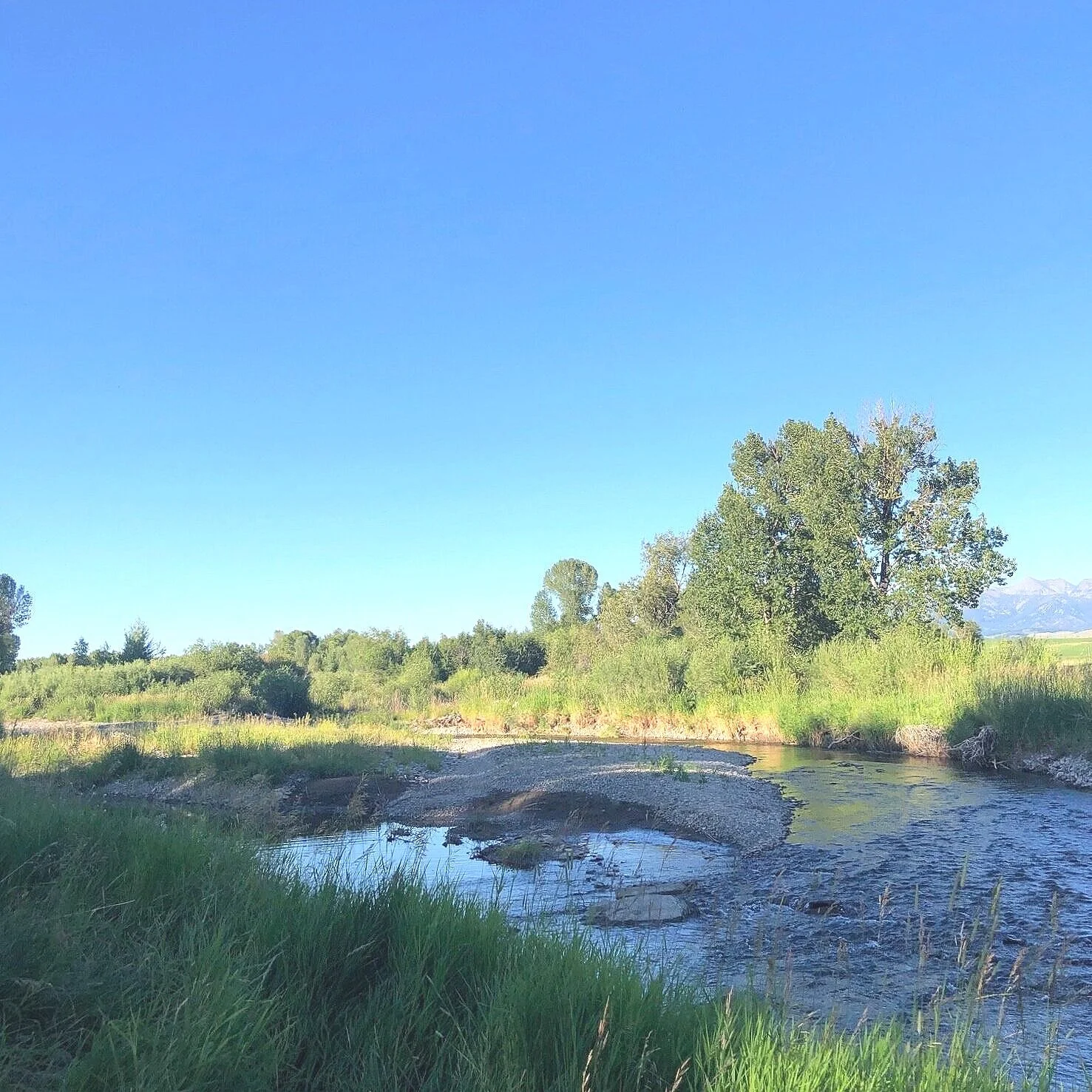 Shields River Farm & Nursery is a tree farm located outside of Wilsall