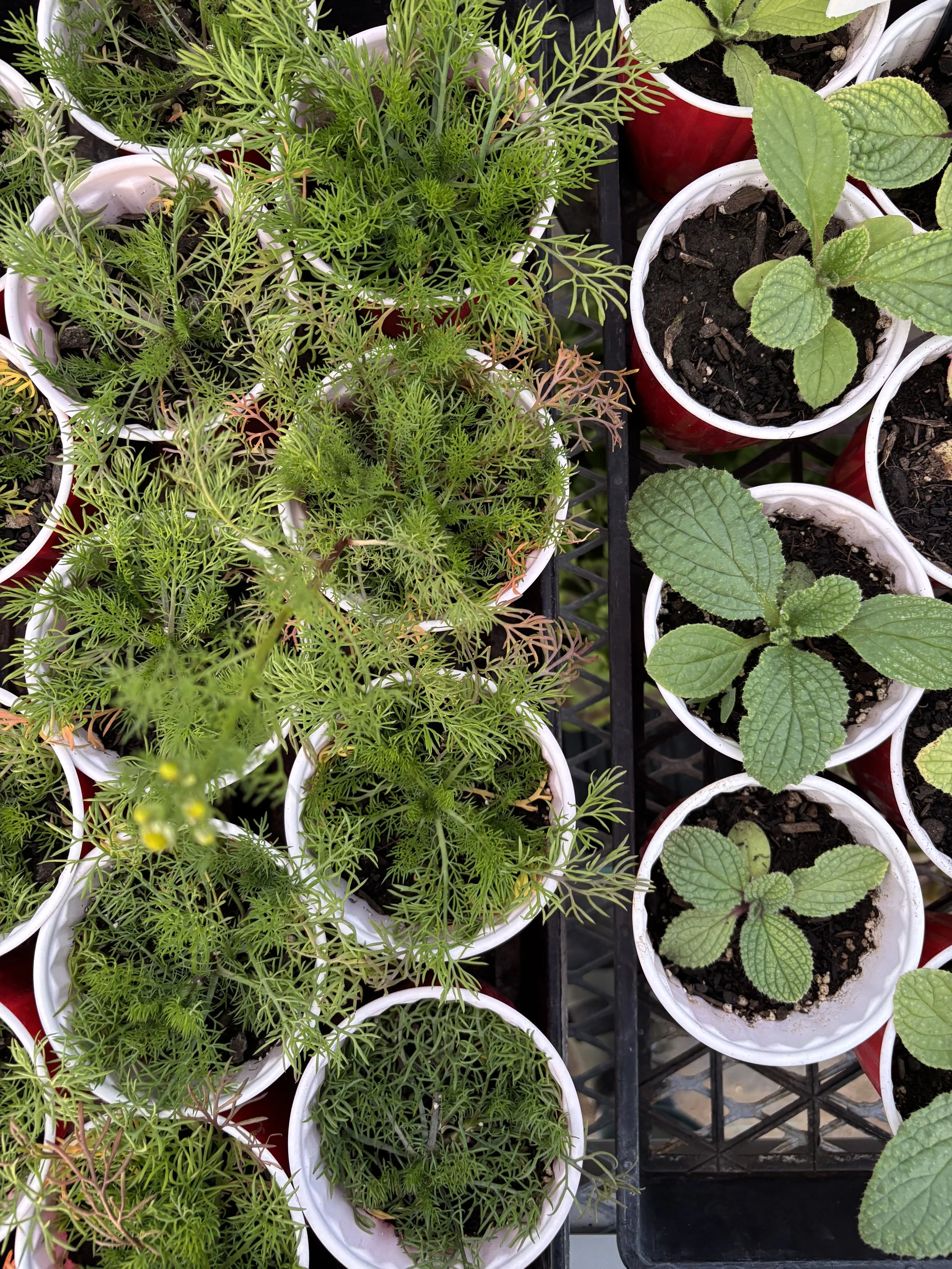 BOGO sale on all veggie starts!