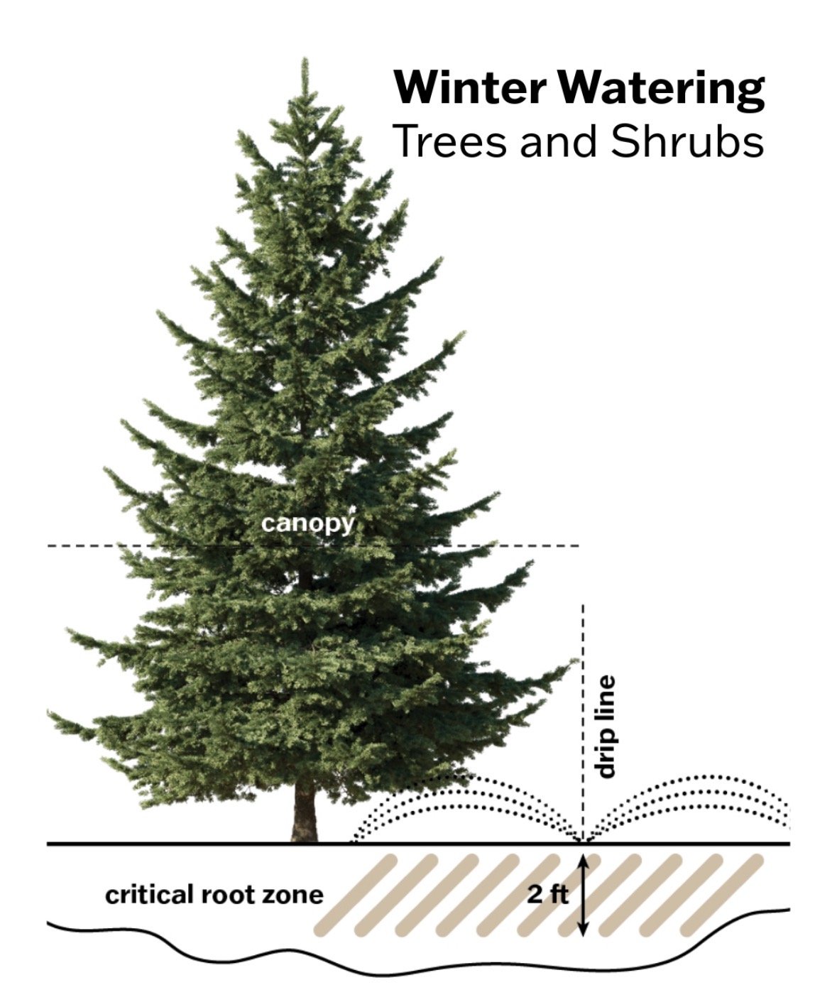 It’s been a dry winter - water your trees!