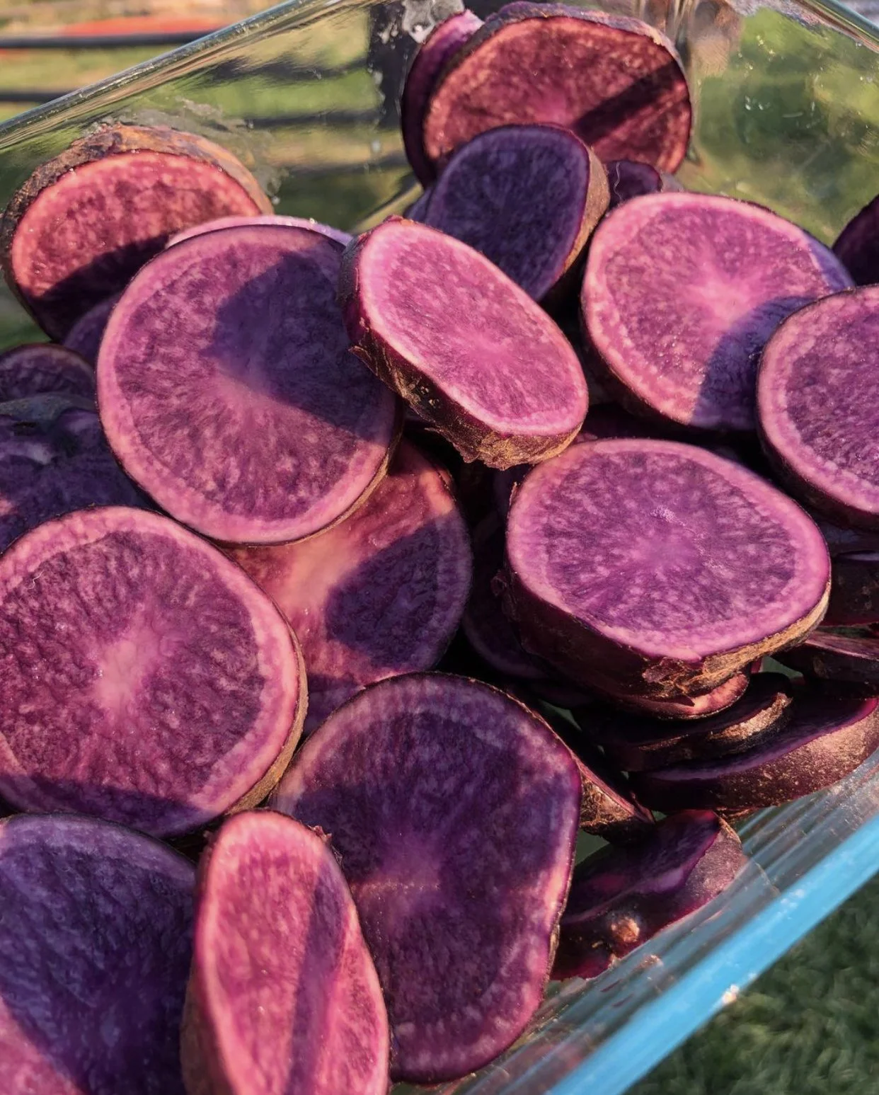 Seed potatoes available for pre-order