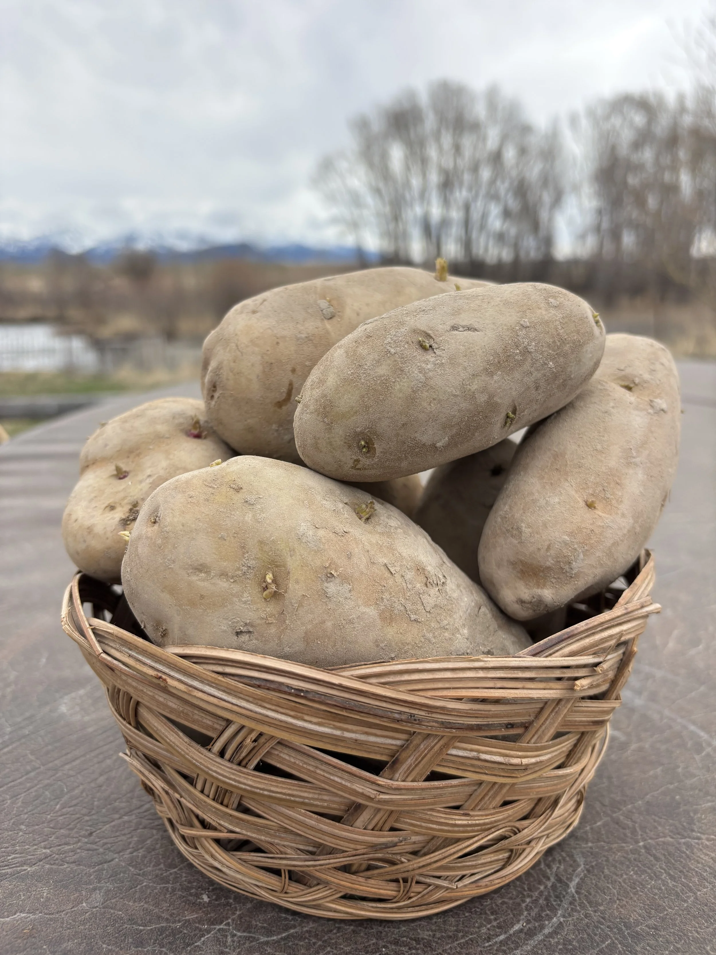 Russet Norkohta 278 Seed Potatoes