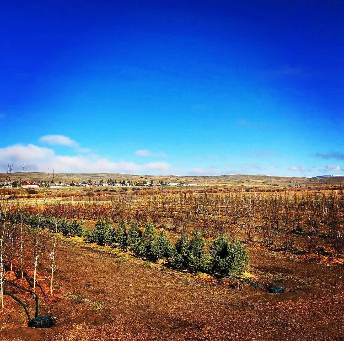 Shields River Farm & Nursery is a tree farm located outside of Wilsall