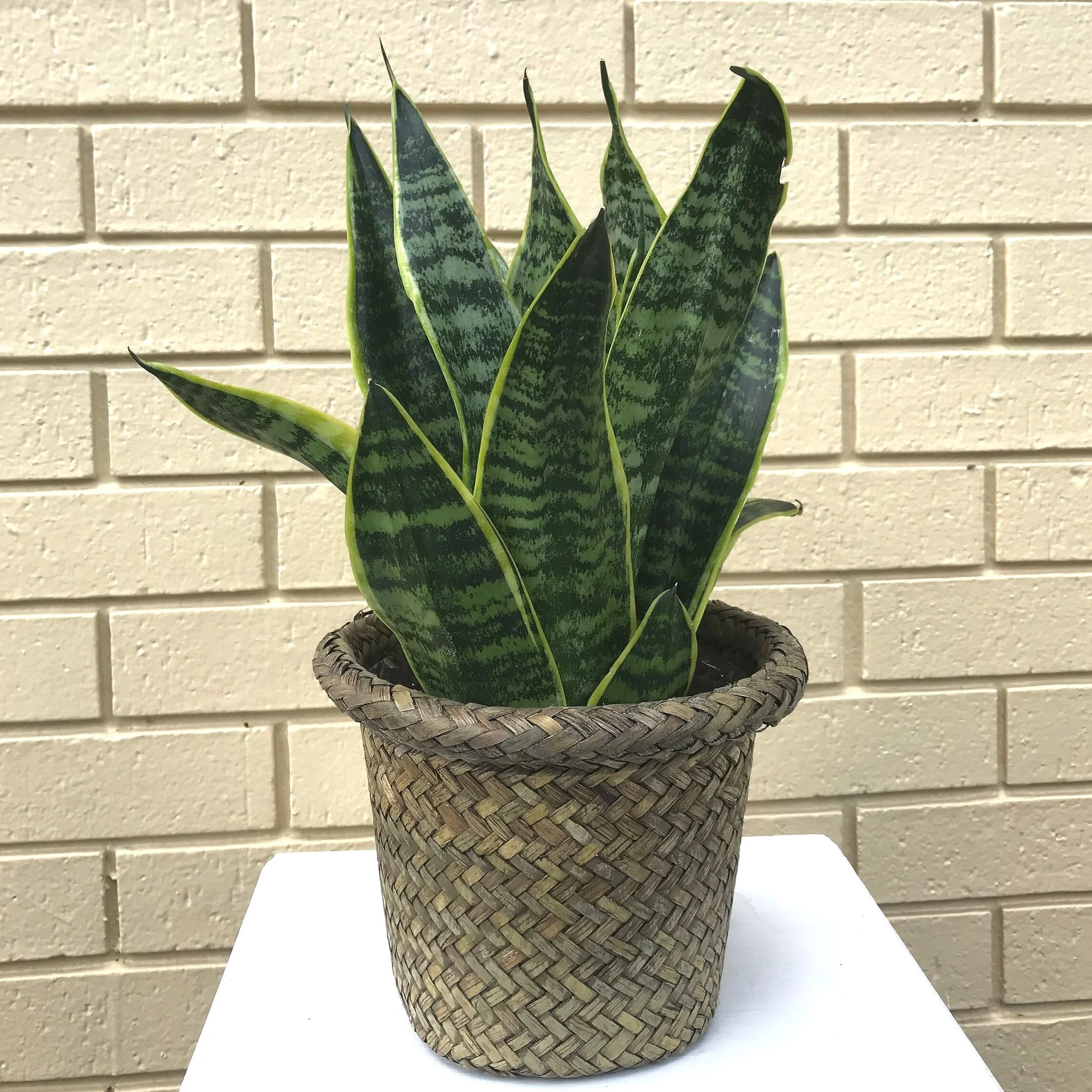 Snake Plant