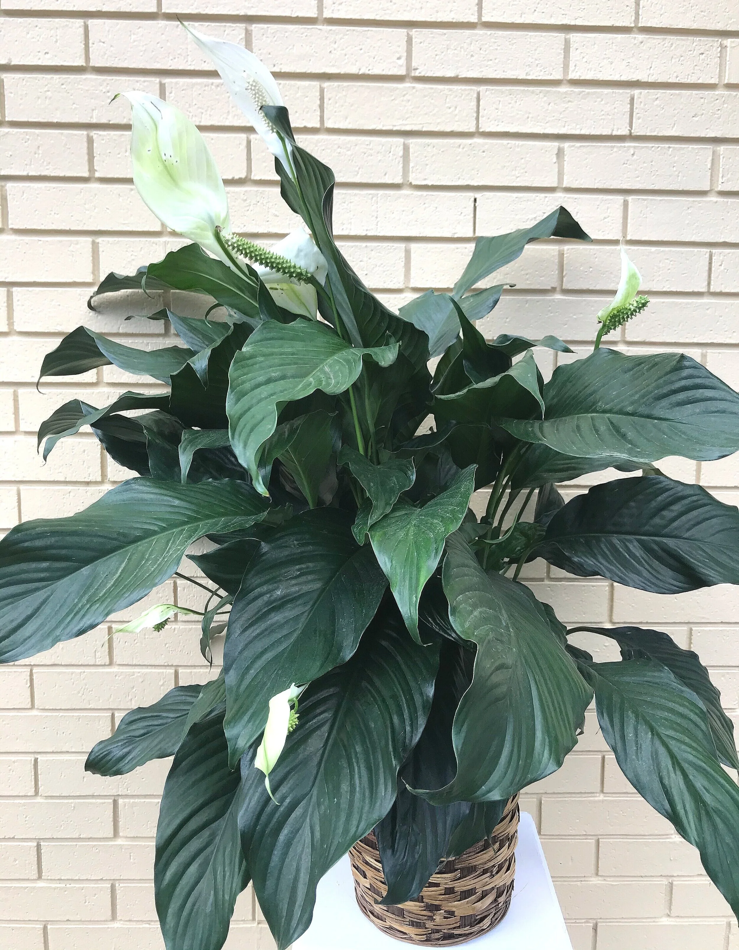 Store 2 — Metter Flower Basket