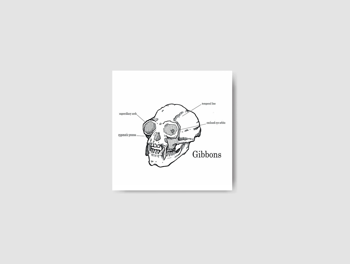 Gibbons-final.jpg