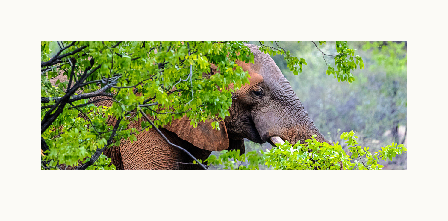 Green Season Elephant