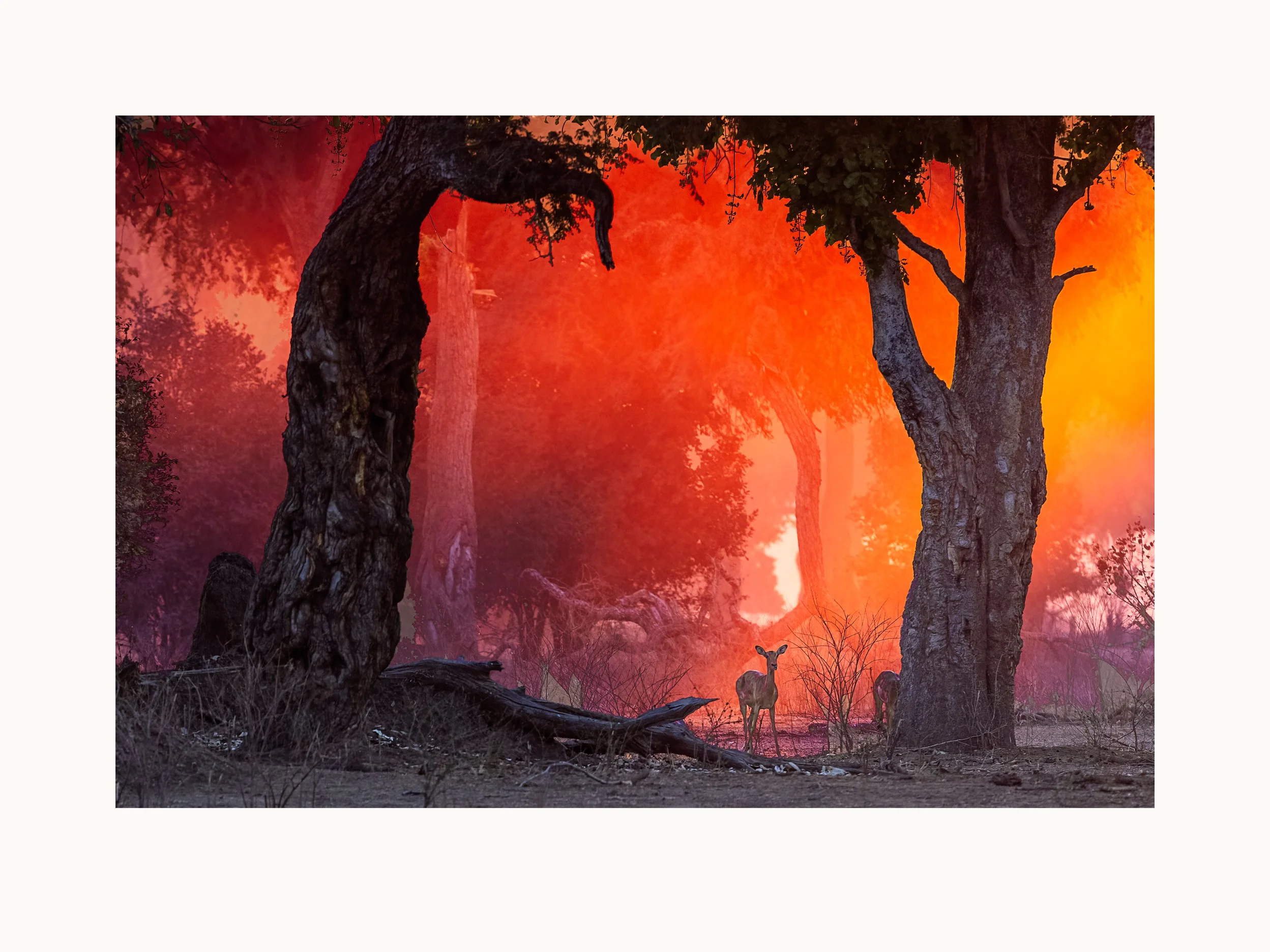 Mana Pools Magic