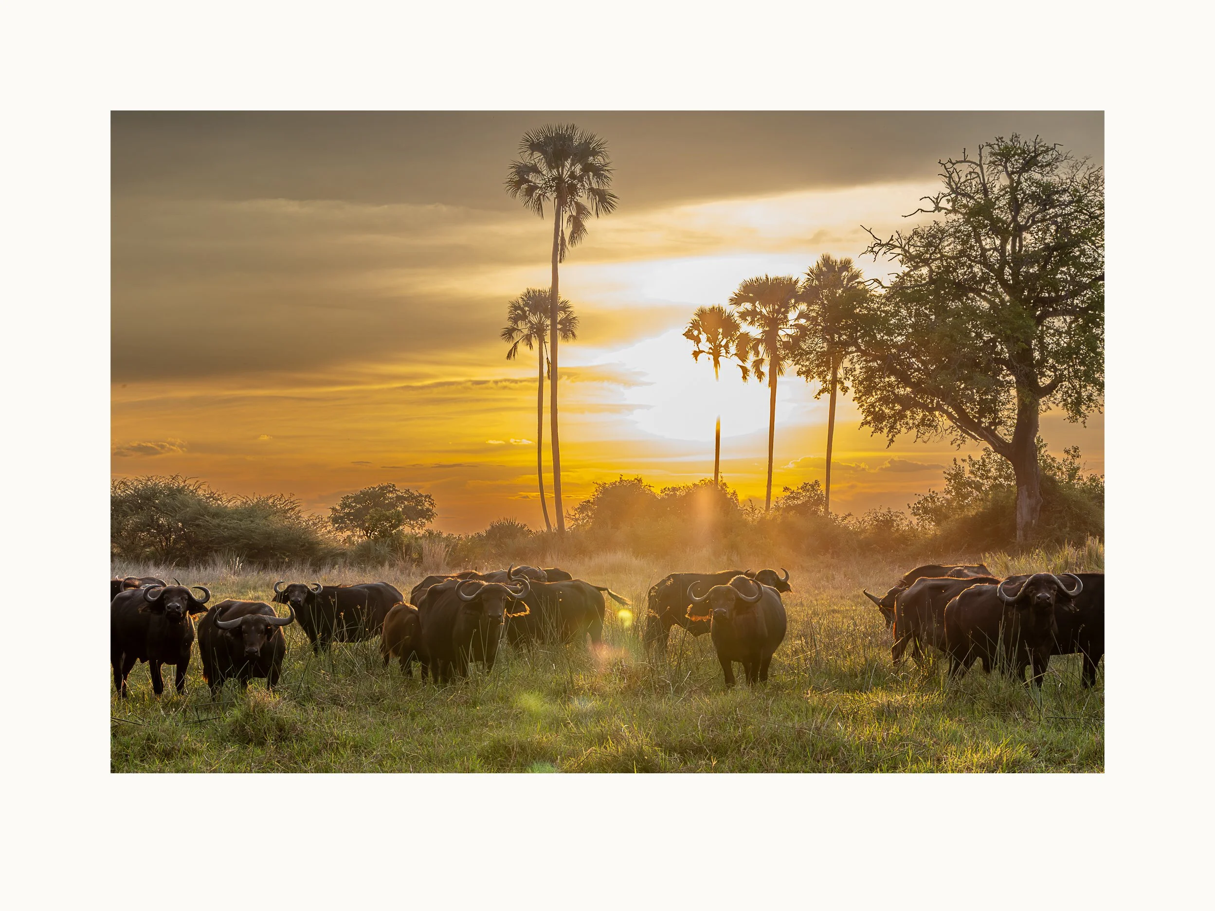 Okavango Buffalo Sunset