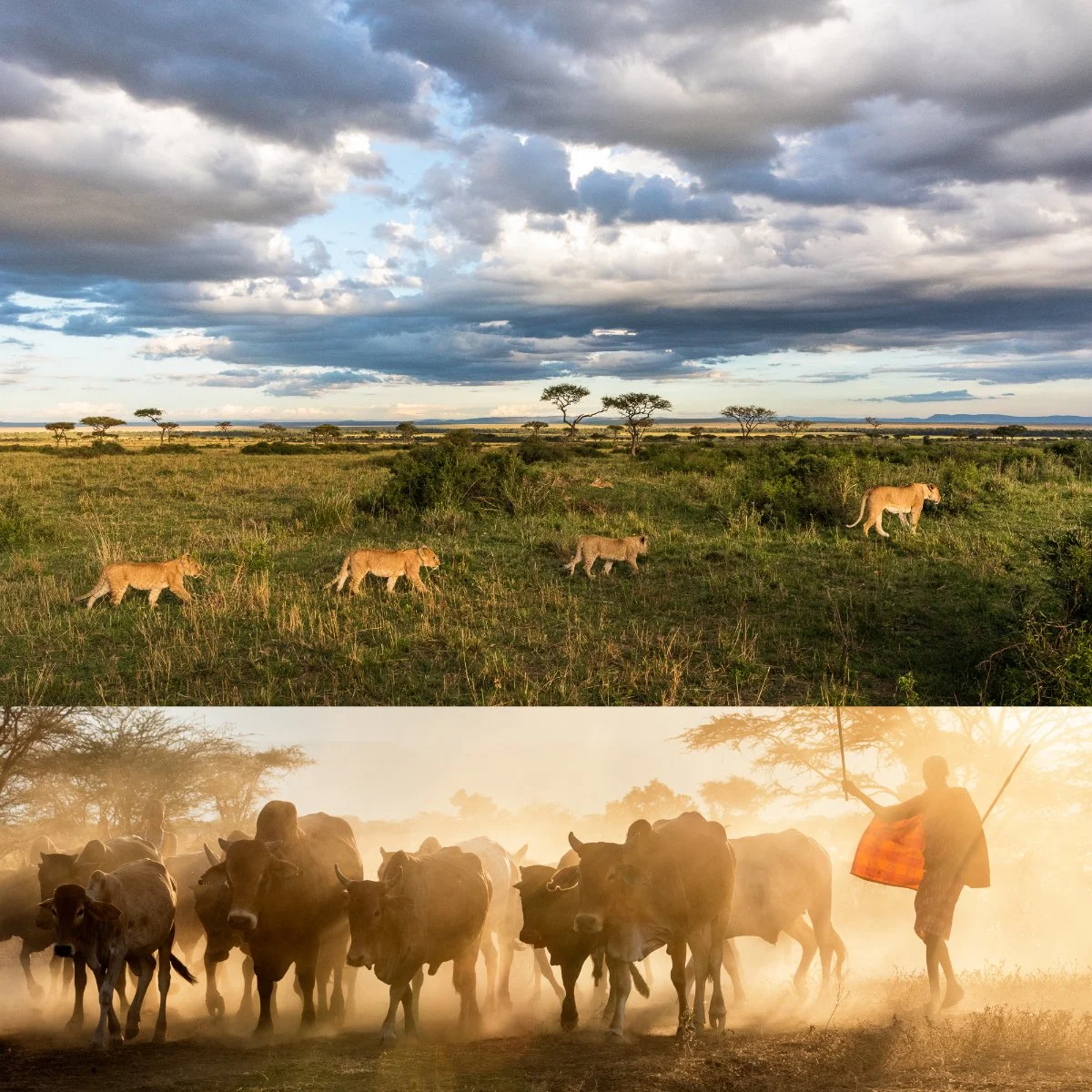 Celebrating Wilderness Africa