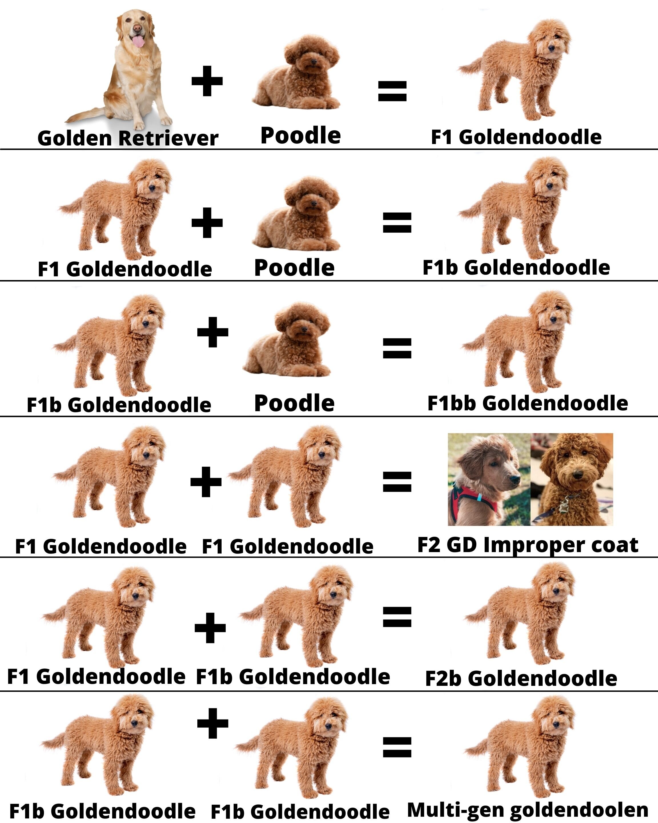 Goldendoodle Color Chart