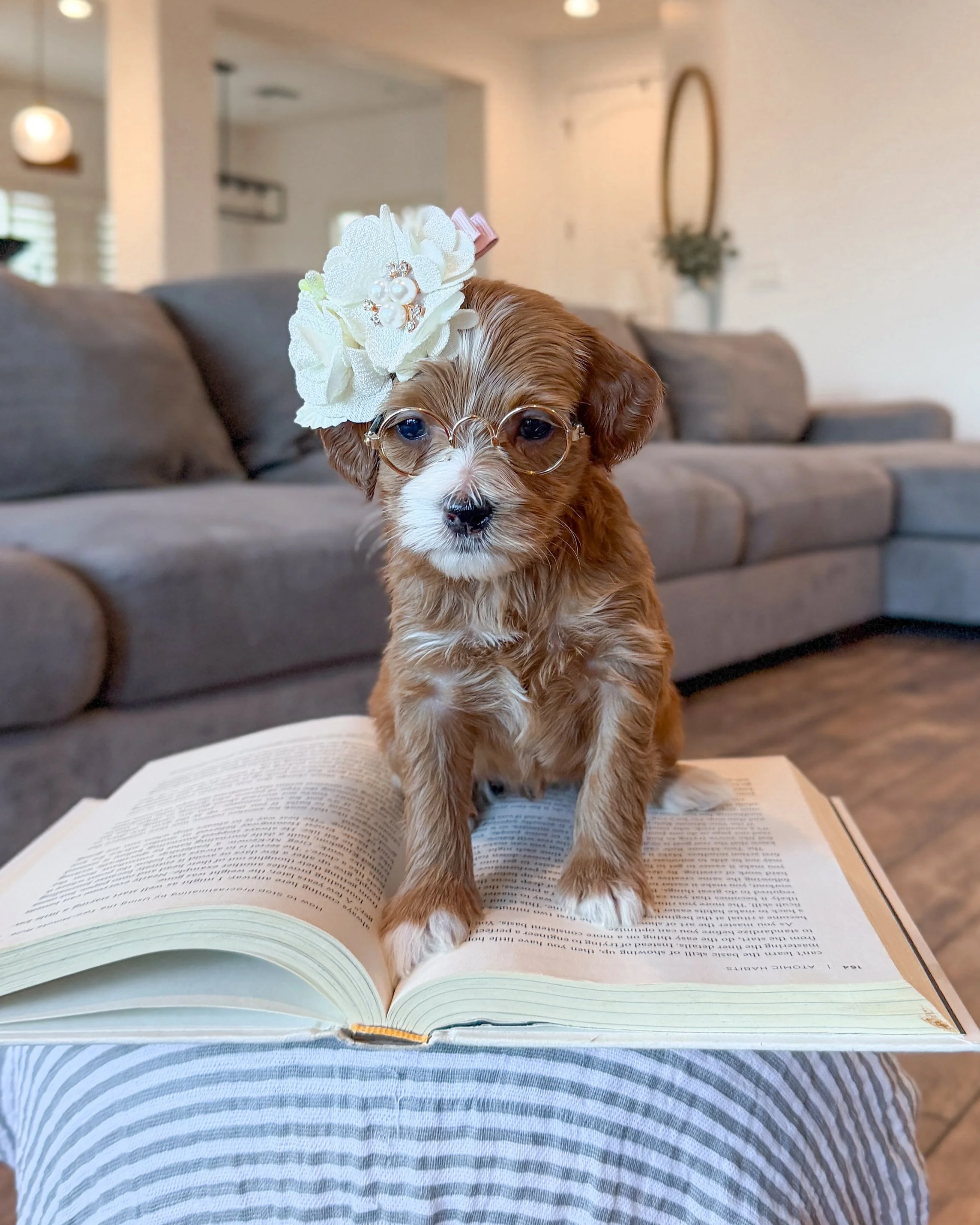 mini goldendoodle