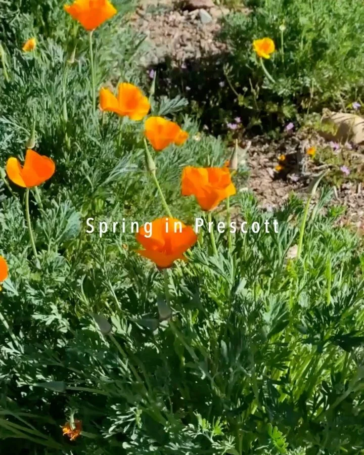 Spring Vibes at SOAR are in full effect 🌼

This Spring we are obsessed with all things spring blooms + pilates + @varley + @moonjuice 🤝🏻

Downtown Prescott Reformer Pilates Studio #prescottpilates #prescottaz