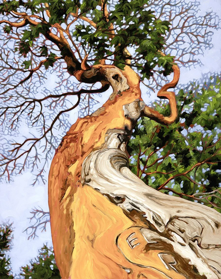 She Dances With the Wind, 30x24" oil - $1975 - Juried into the FCA Fall Show (Oct 2-19)