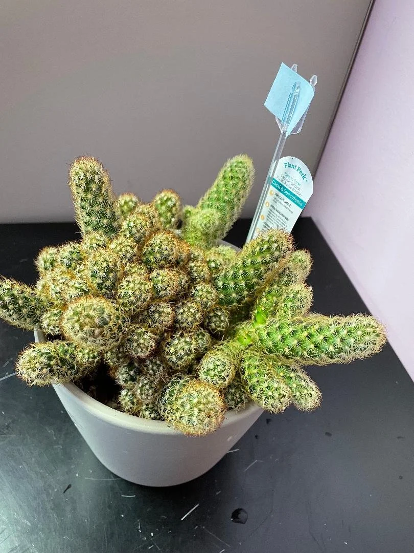 St. Boniface Golden Florist Winnipeg, Manitoba