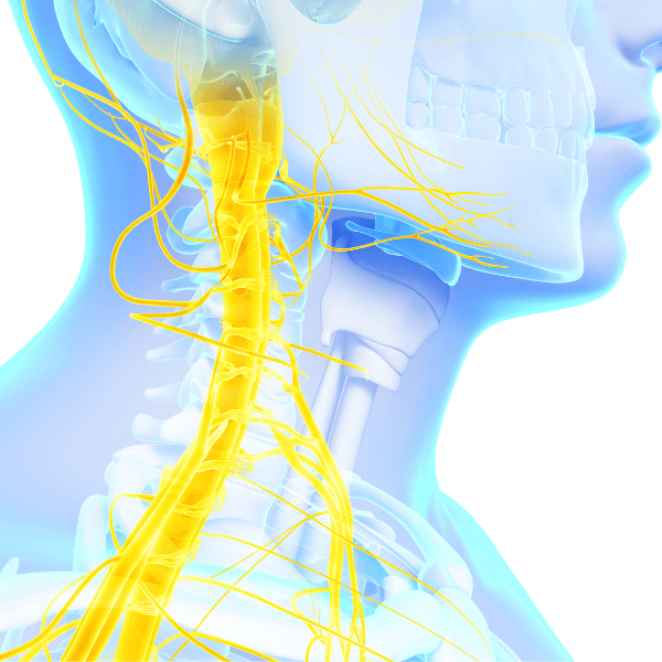 Anatomical illustration showing the vagus nerve and associated nerves extending from the brainstem through the neck, highlighting connections within the nervous system.