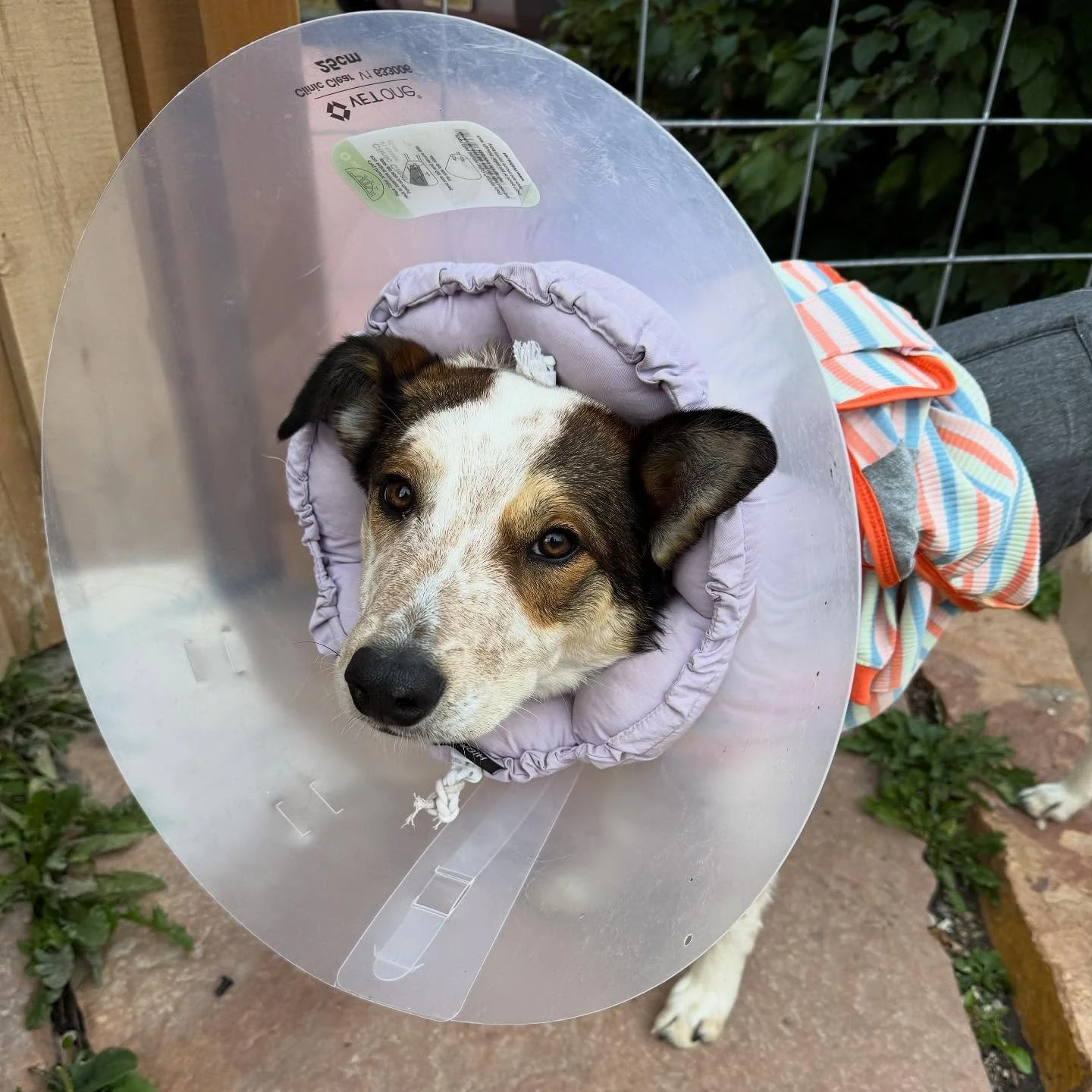 This poor guy had surgery last week to remove his undescended testicles. He&rsquo;s a sensitive little pookie but he&rsquo;s healing up. I&rsquo;m going to post some pots for sale in my stories this week to try to cover some of his bills, and use thi