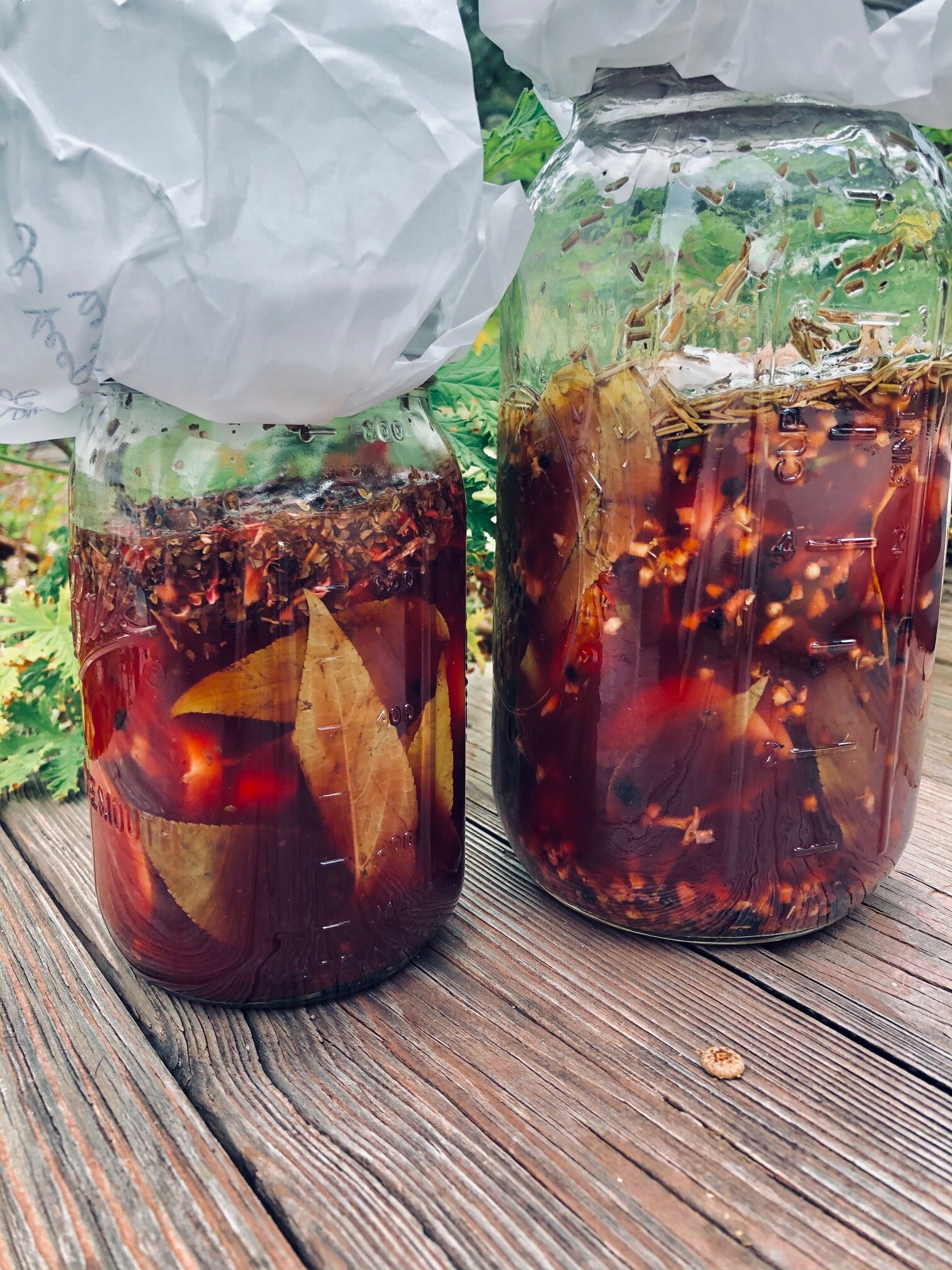 Playing with Plants: ‘emperor and empress’ fire cider oxymels