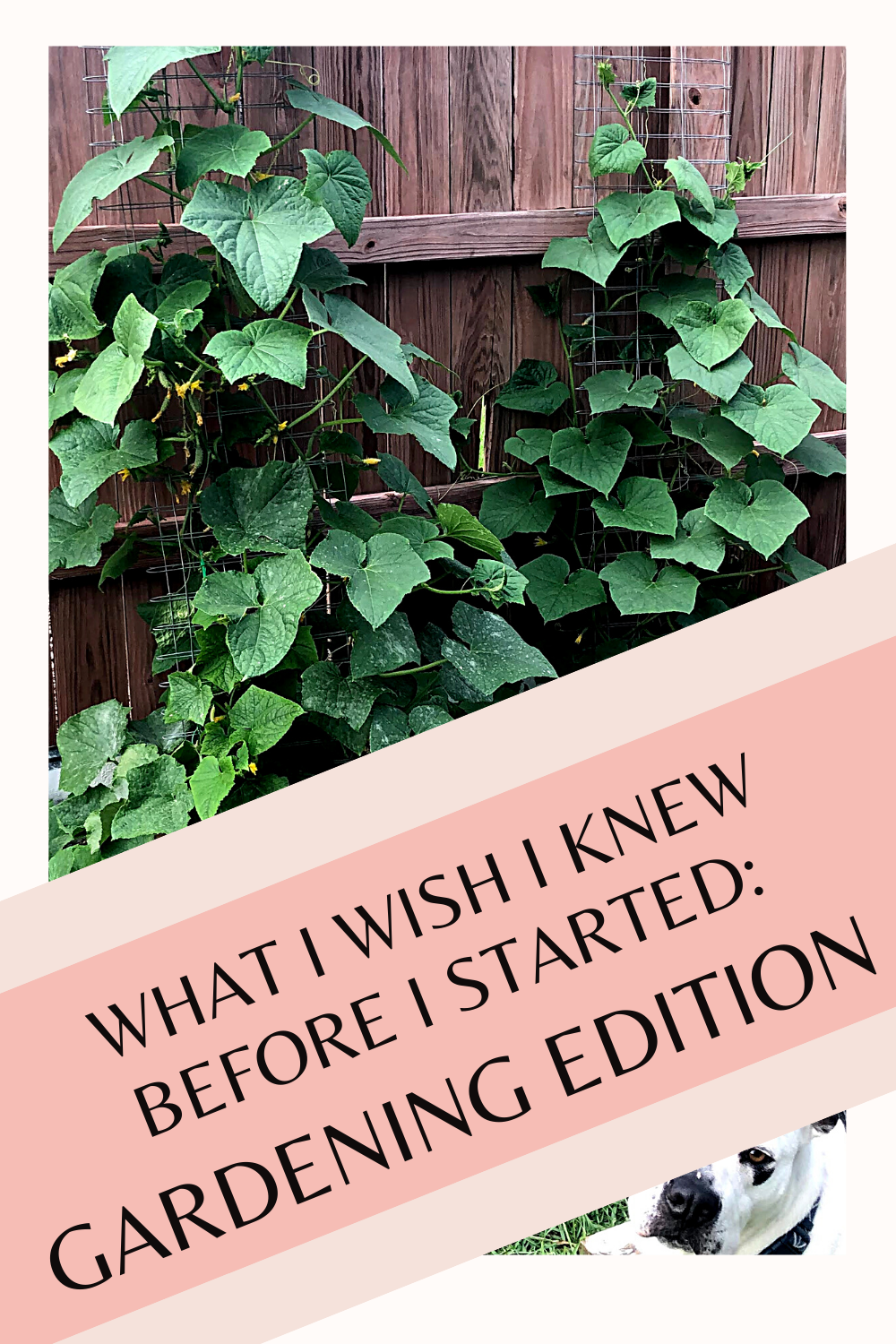 What I Wish I Knew Before I Started: Gardening Edition