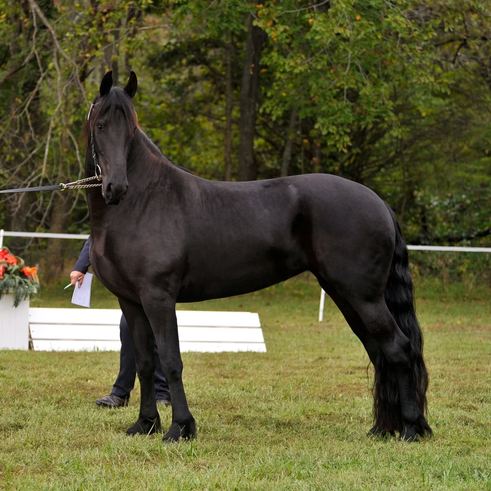 The Link Farms BLACK GOLD Friesians for Sale in North Carolina ...