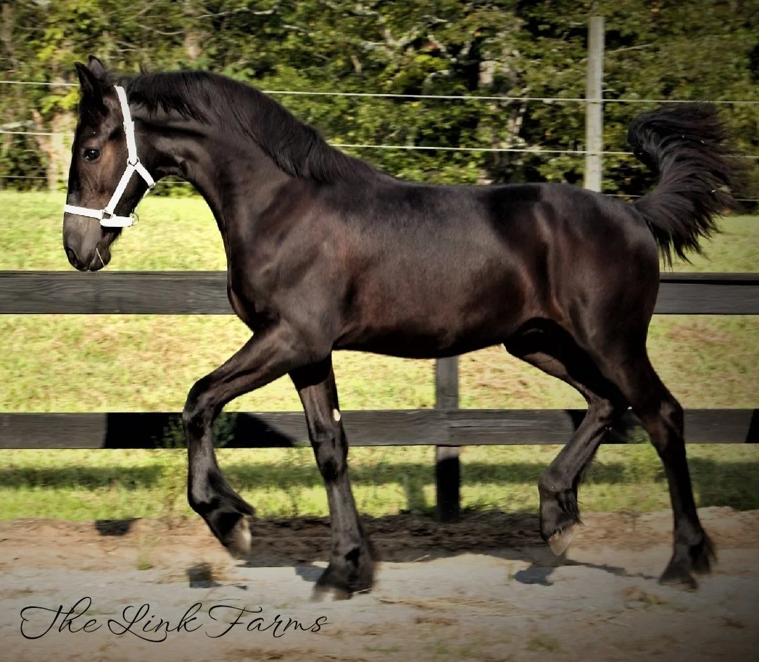 Purebred Friesian Horses for Sale in North Carolina FHANA Registered