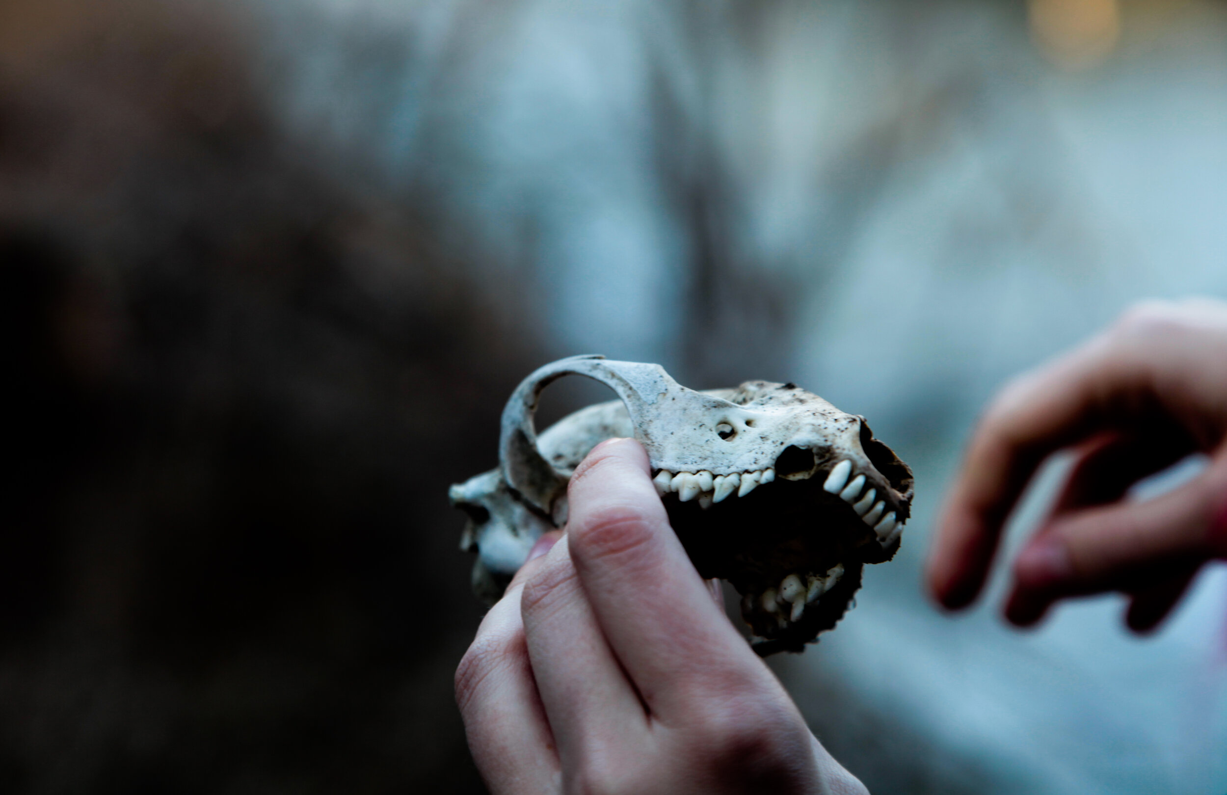 skull.jpg