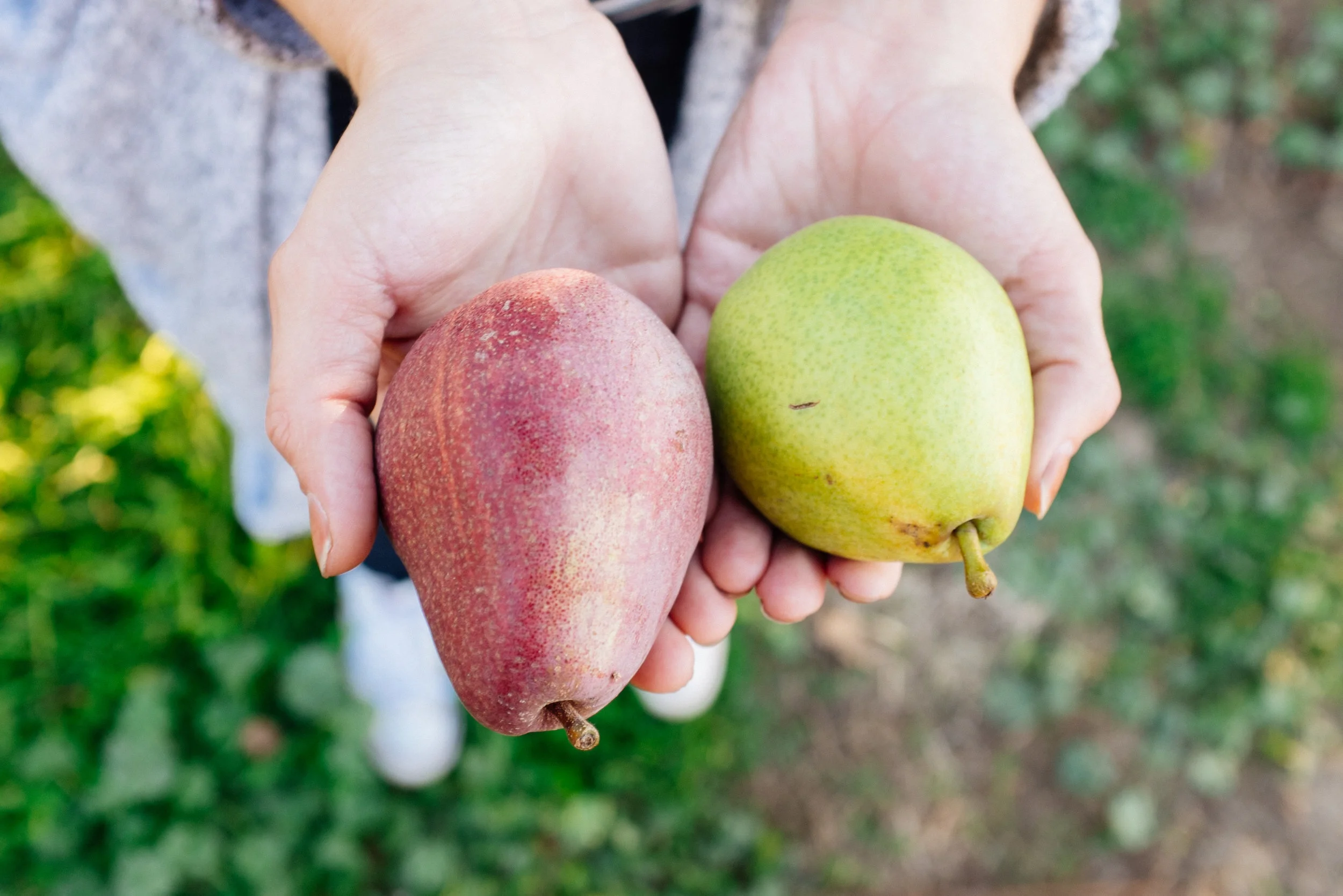 pears.jpeg
