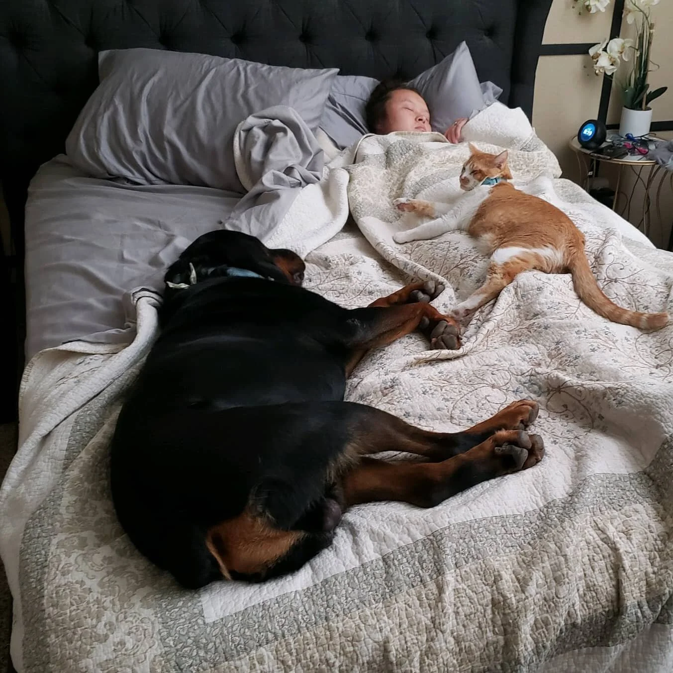 Willis likes to steal dad's spot in bed as soon as he gets up. 😐
#azrotties #azrottweiler #studdog #studservice #rottweilerstud #arizonarottweilerstud #arizonarottweilers #rottweiler #rottweilersofinstagram #akcrottweiler #akc #adrkblood