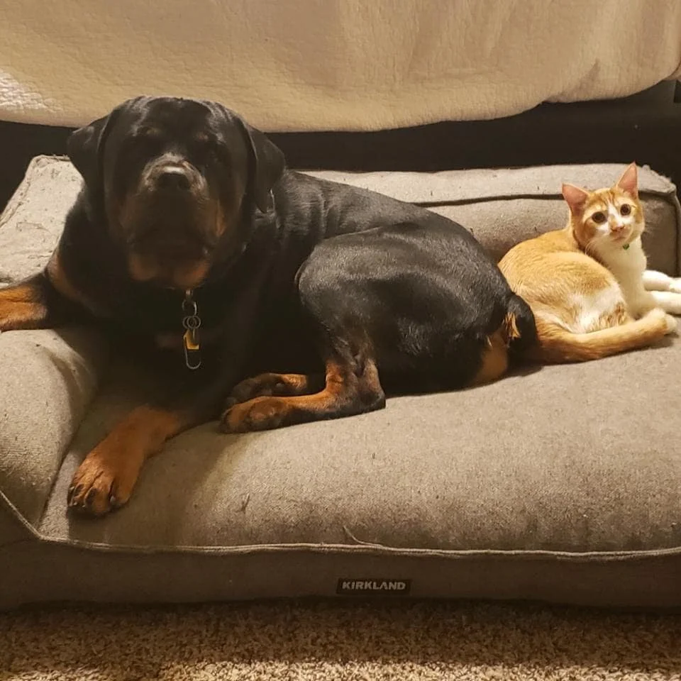 Rottweilers make excellent family dogs, even when cats are involved.
#azrotties #azrottweiler #studdog #studservice #rottweilerstud #arizonarottweilerstud #arizonarottweilers #rottweiler #rottweilersofinstagram #akcrottweiler #akc #adrkblood