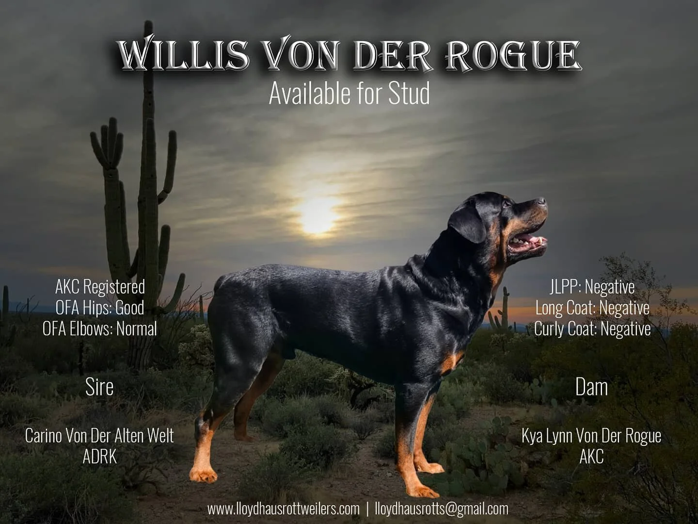 Willis is available for #stud, with a #pedigree full of #adrkblood and #titlewinners. Contact us for more information!
#rottweilerstud #rottweiler #rottiesofinstagram #rottweilersofinstagram #arizonarottweilerstud #arizonarottweiler #azrottweiler #a