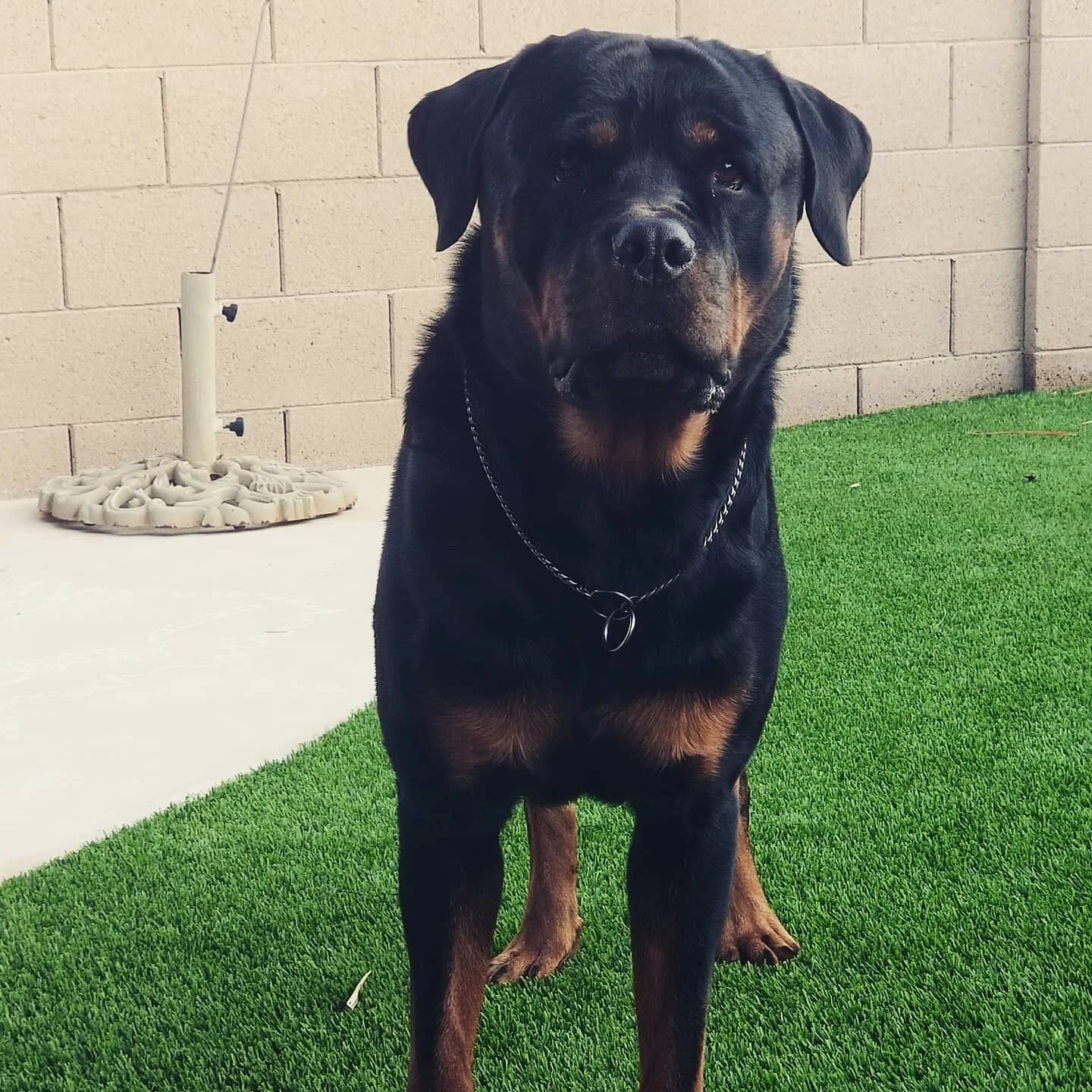 Good morning and Happy Friday from Willis! 
AKC Rottweiler Stud with an ADRK sire and pedigree
🌟OFA hips: Good
🌟OFA Elbows: Normal
🌟JLPP Negative
🌟Long Coat Negative
🌟Curly Coat Negative
#adrkpedigree #adrkblood #rottweilerstud #azrottweiler #