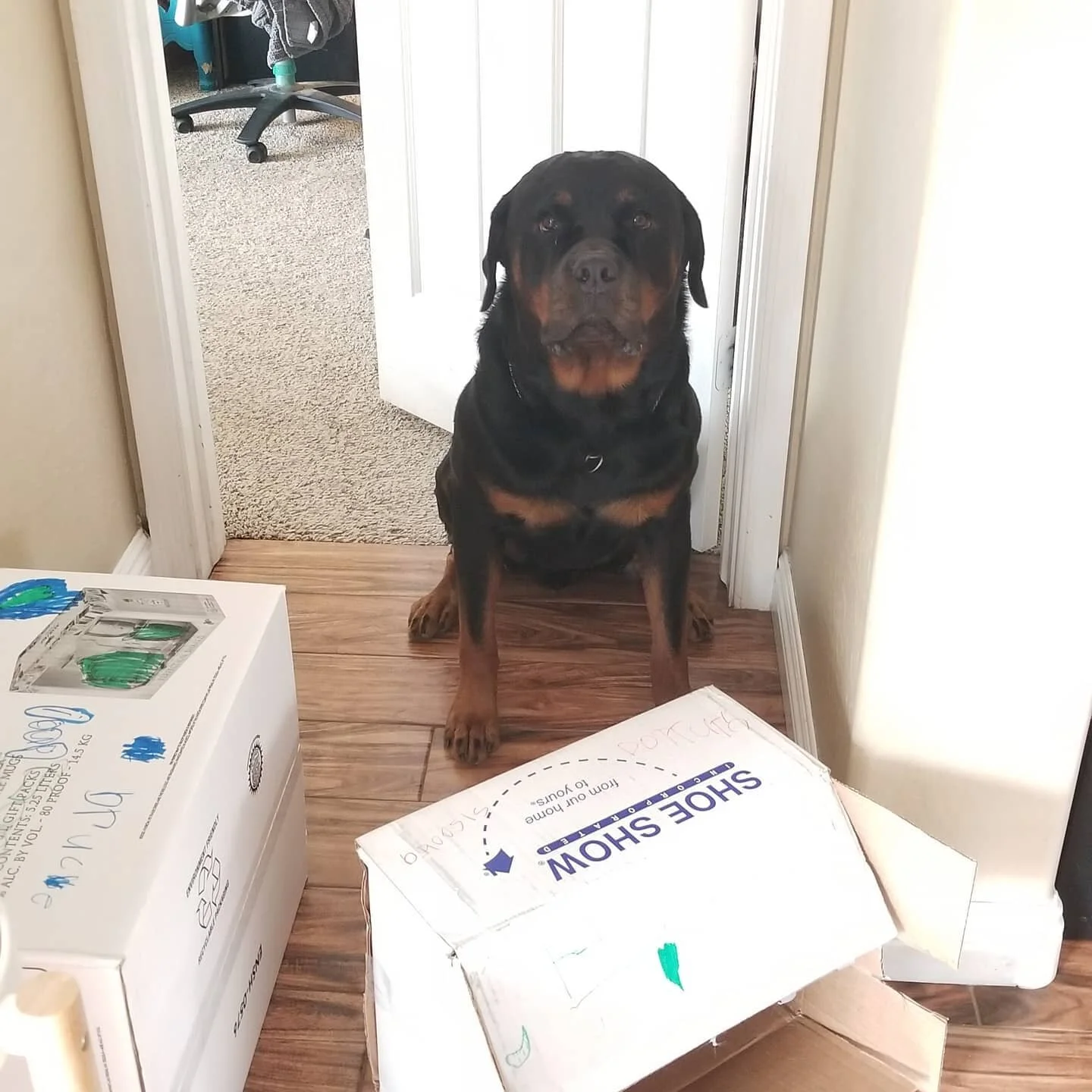 "Mama, halp. The dadgum robot vacuum boxed me in 🥺🥺" - Willis
#rottweiler #rottiesofinstagram #rottweilersofinstagram #rottweilerstud #studdog #stud #studservice #akcrottweiler #akcstud #adrkpedigree #lloydhausrotts