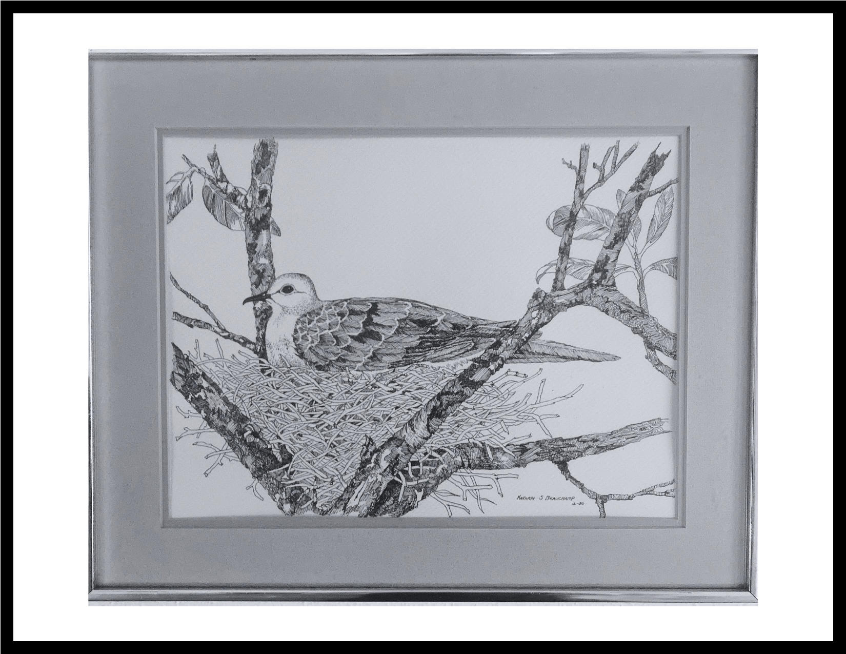 Dove, pen and ink