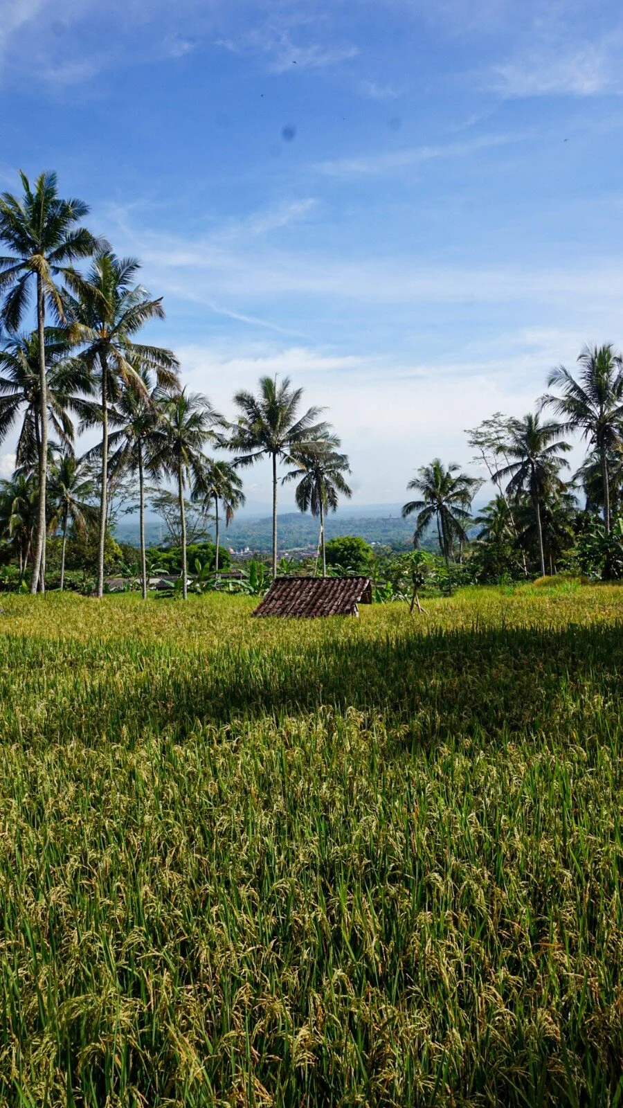 Bentang Sawah