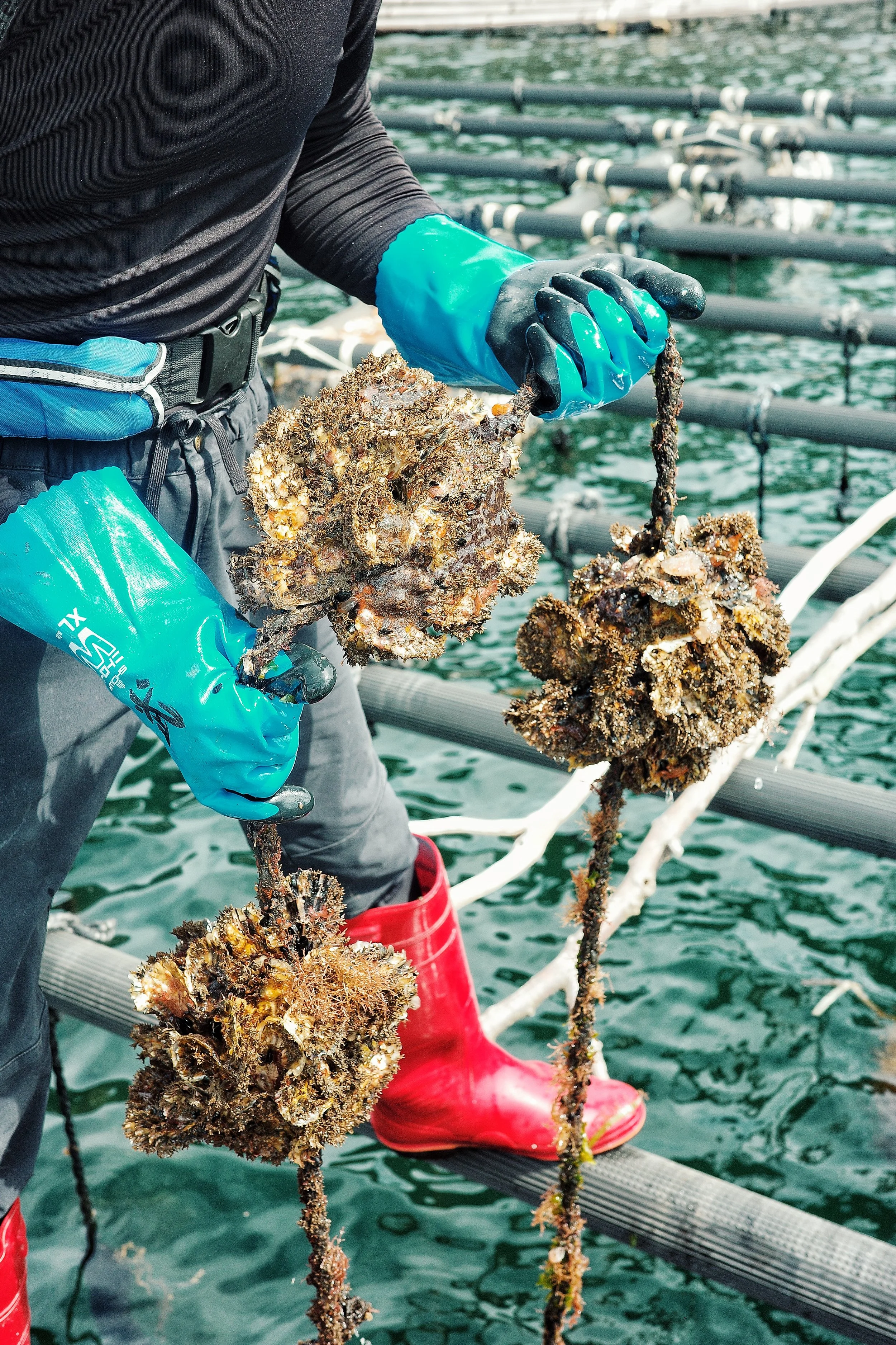 Resiliensi di Balik Perjalanan Tujuh Generasi Nelayan Oyster Kesennuma
